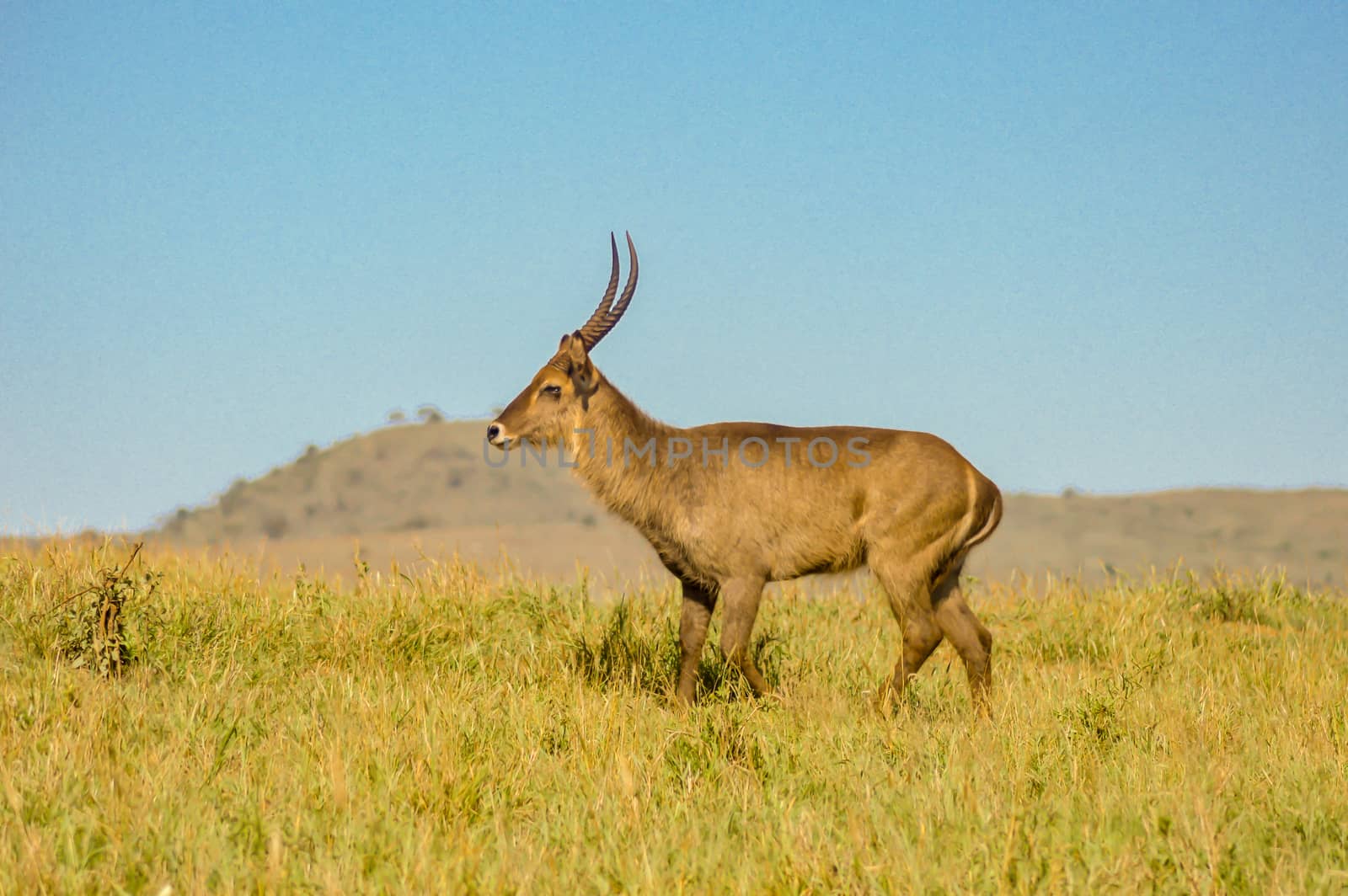 Male Kobus defassa - Tsavo, Kenya.  by Philou1000