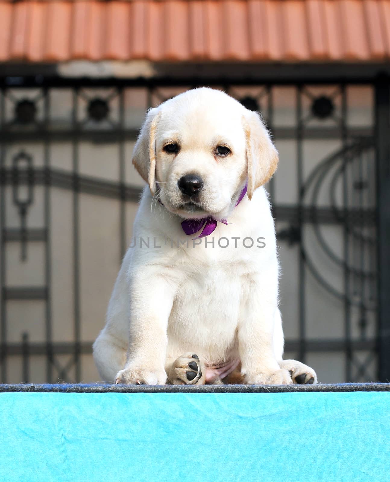 a little labrador puppy on a blue background