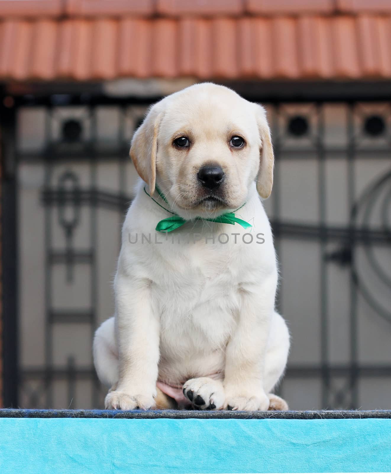 the little labrador puppy on a blue background