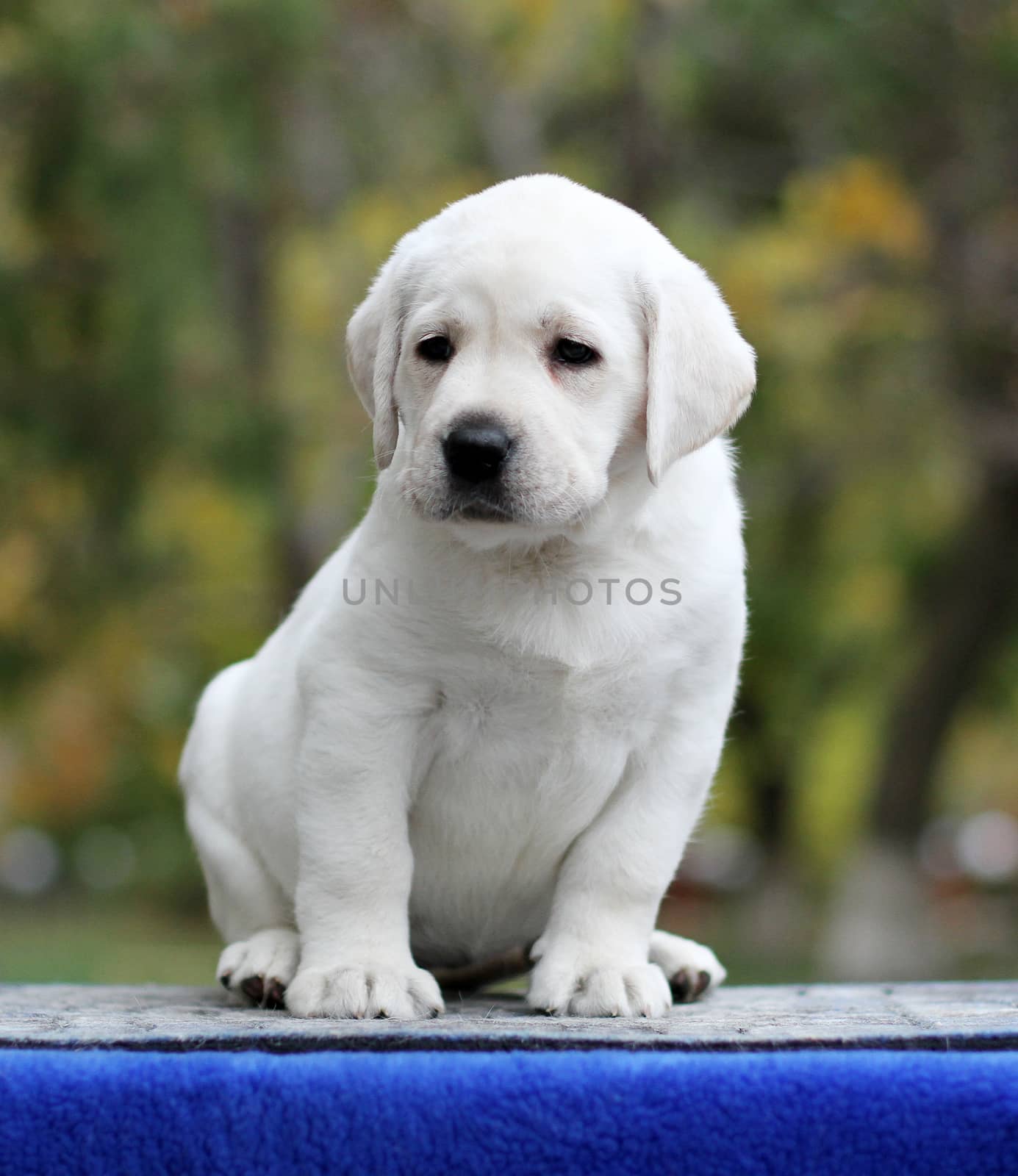 a sweet little labrador puppy on a blue background