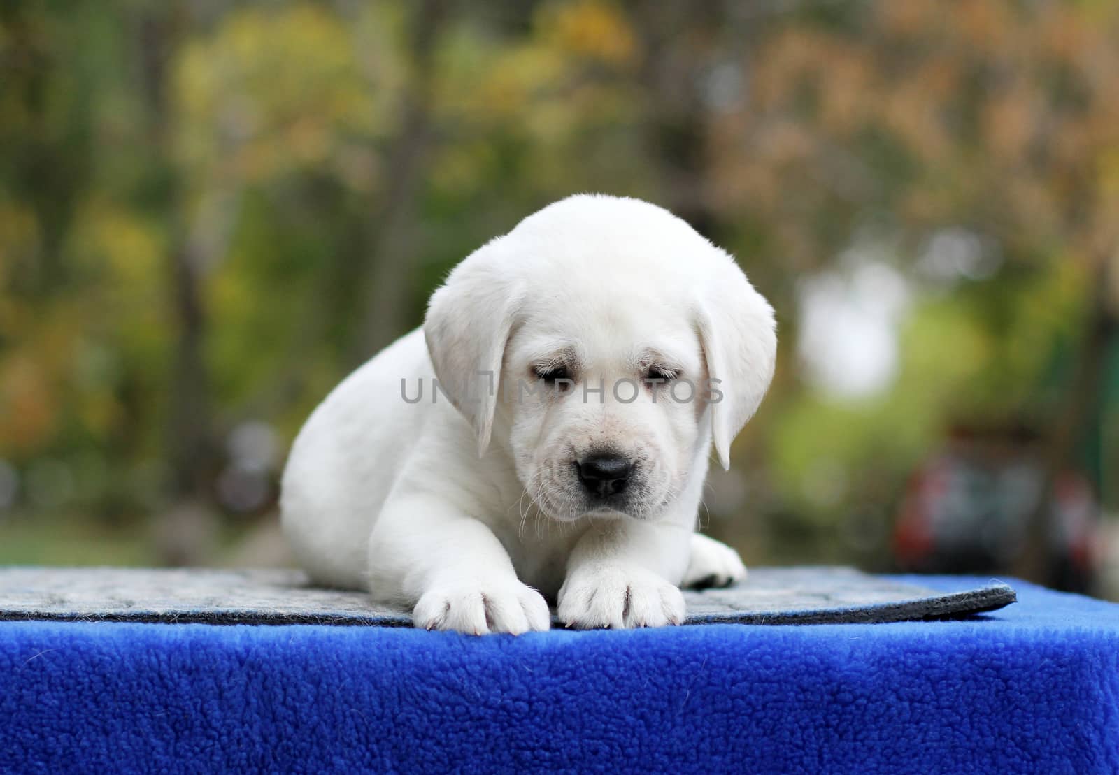 the sweet little labrador puppy on a blue background