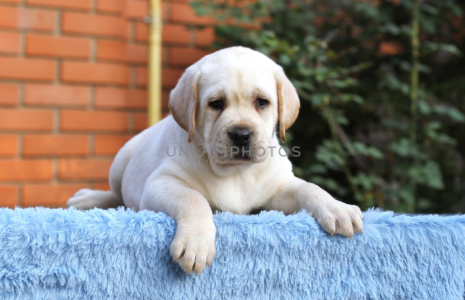 little labrador puppy on a blue background