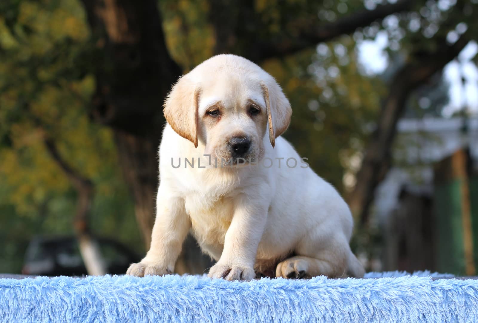 a little labrador puppy on a blue background
