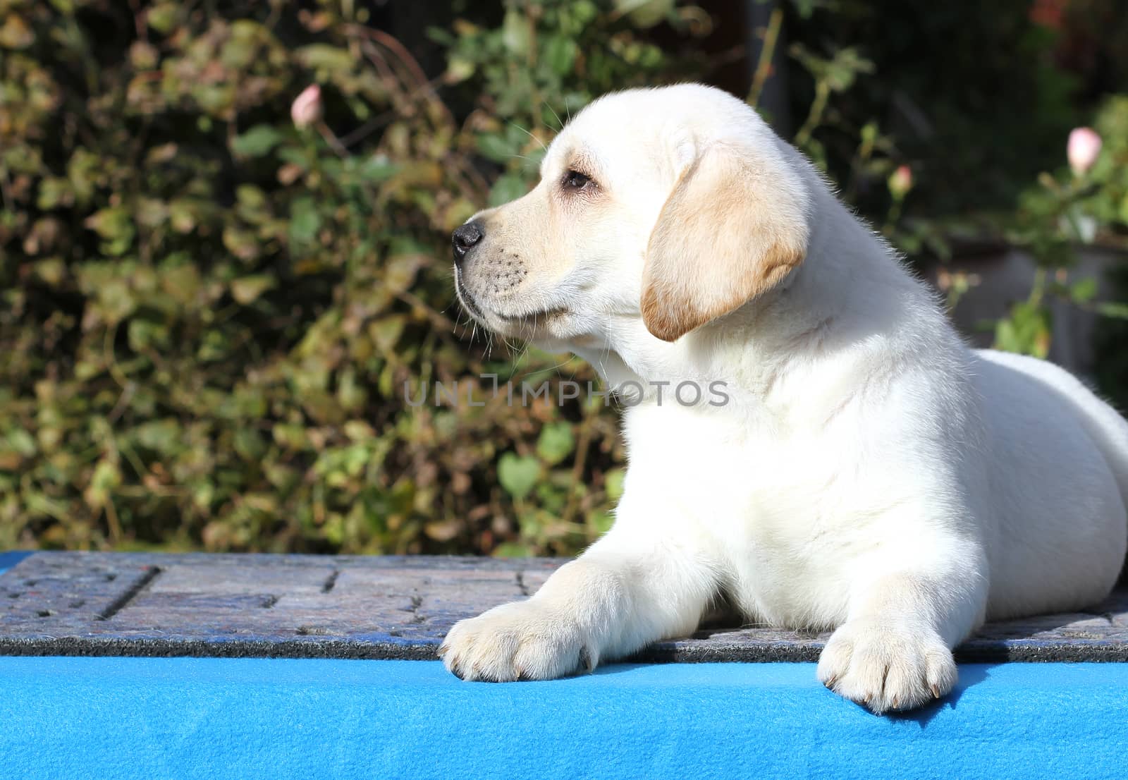 the sweet little labrador puppy on a blue background