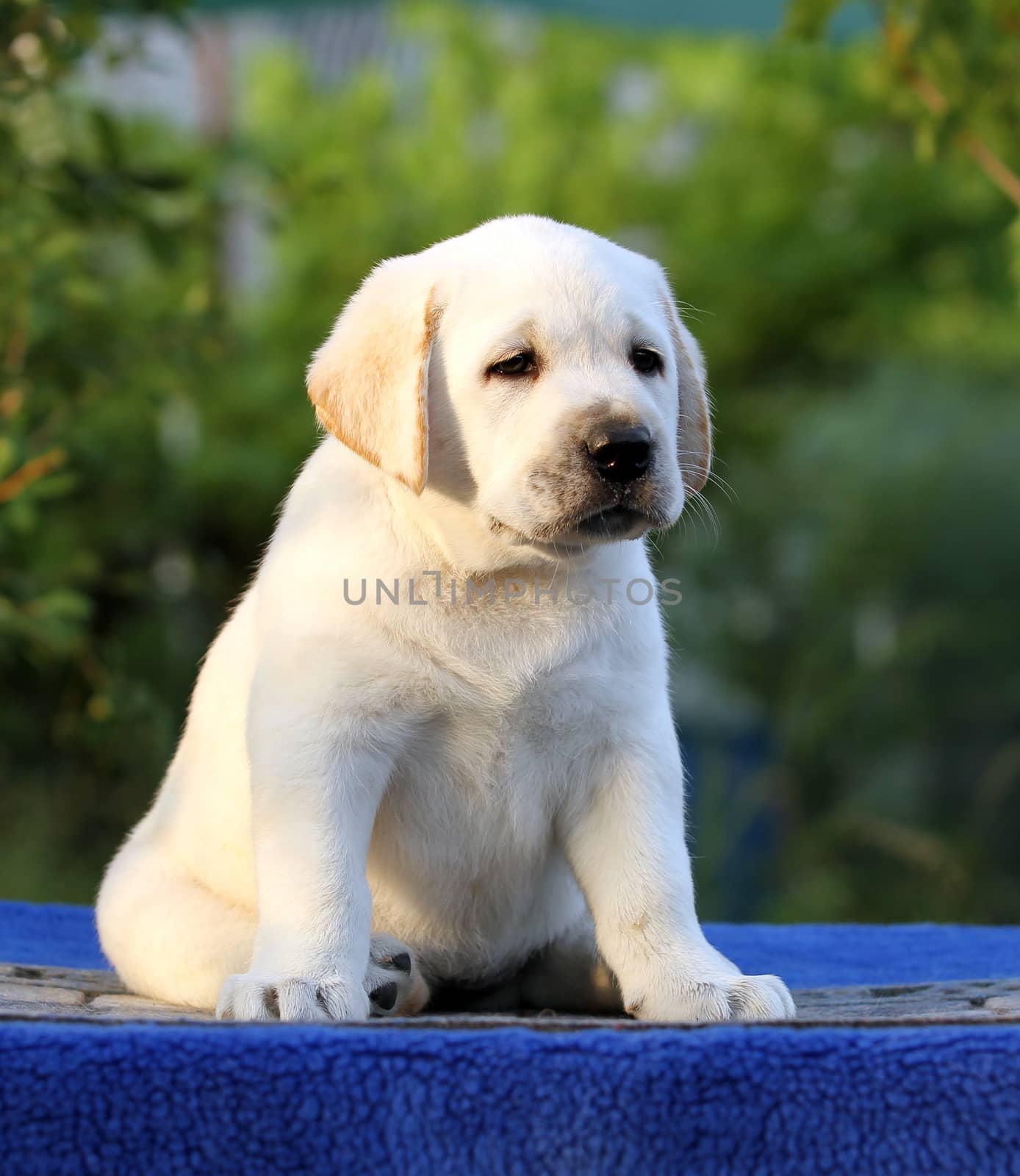 a nice sweet little labrador puppy on a blue background