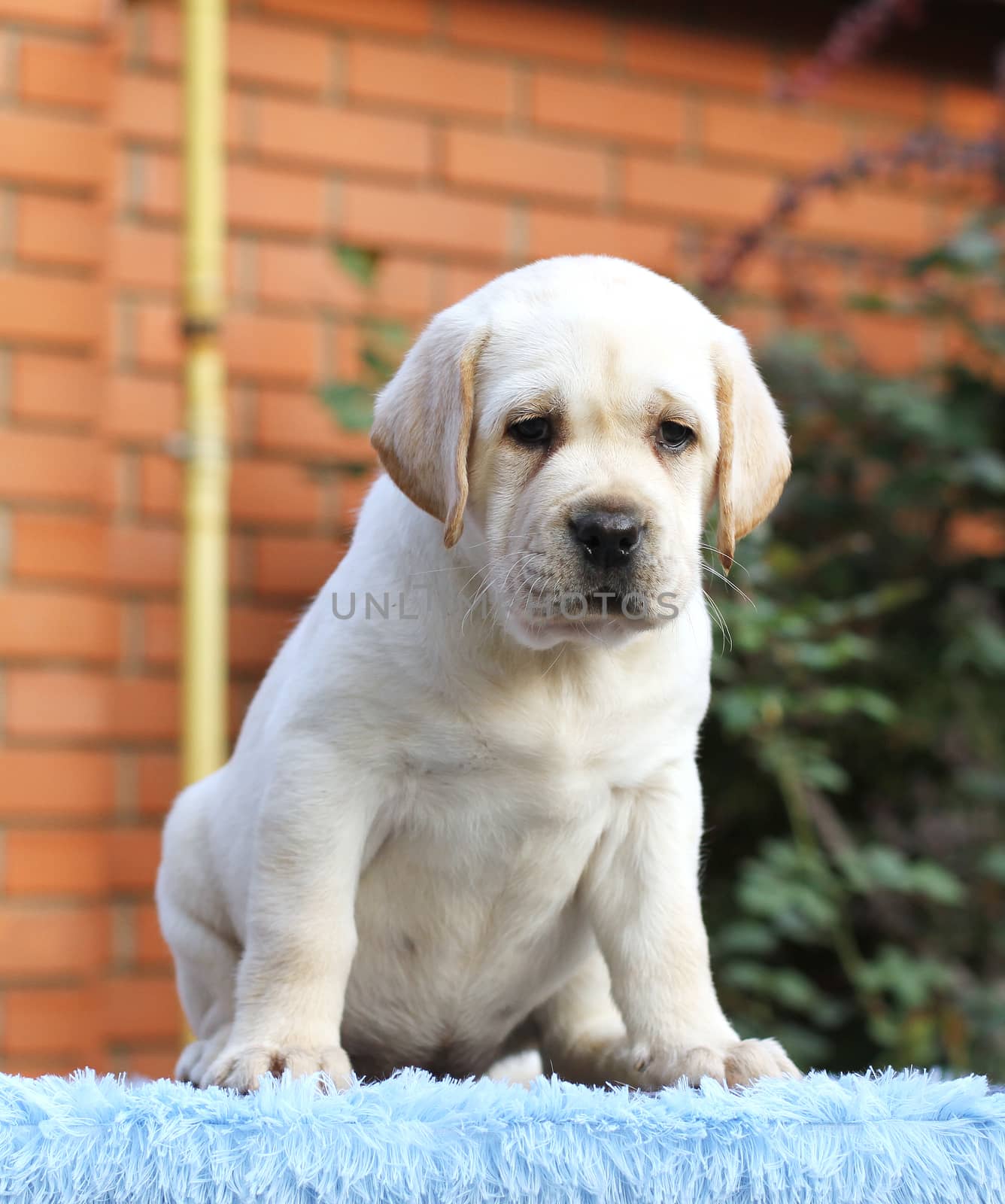a little labrador puppy on a blue background
