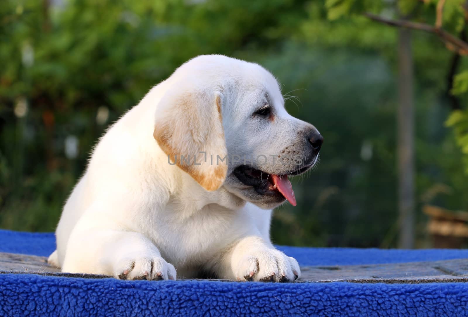 a cute little labrador puppy on a blue background
