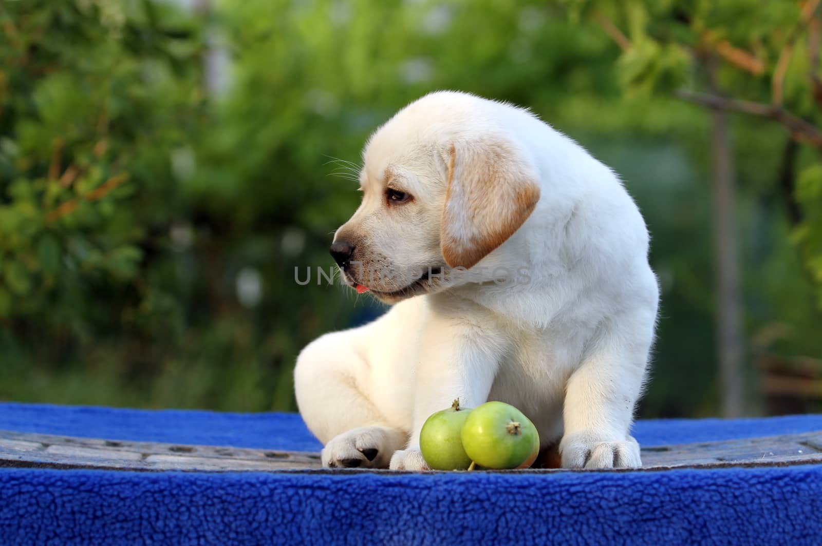 nice cute little labrador puppy on a blue background