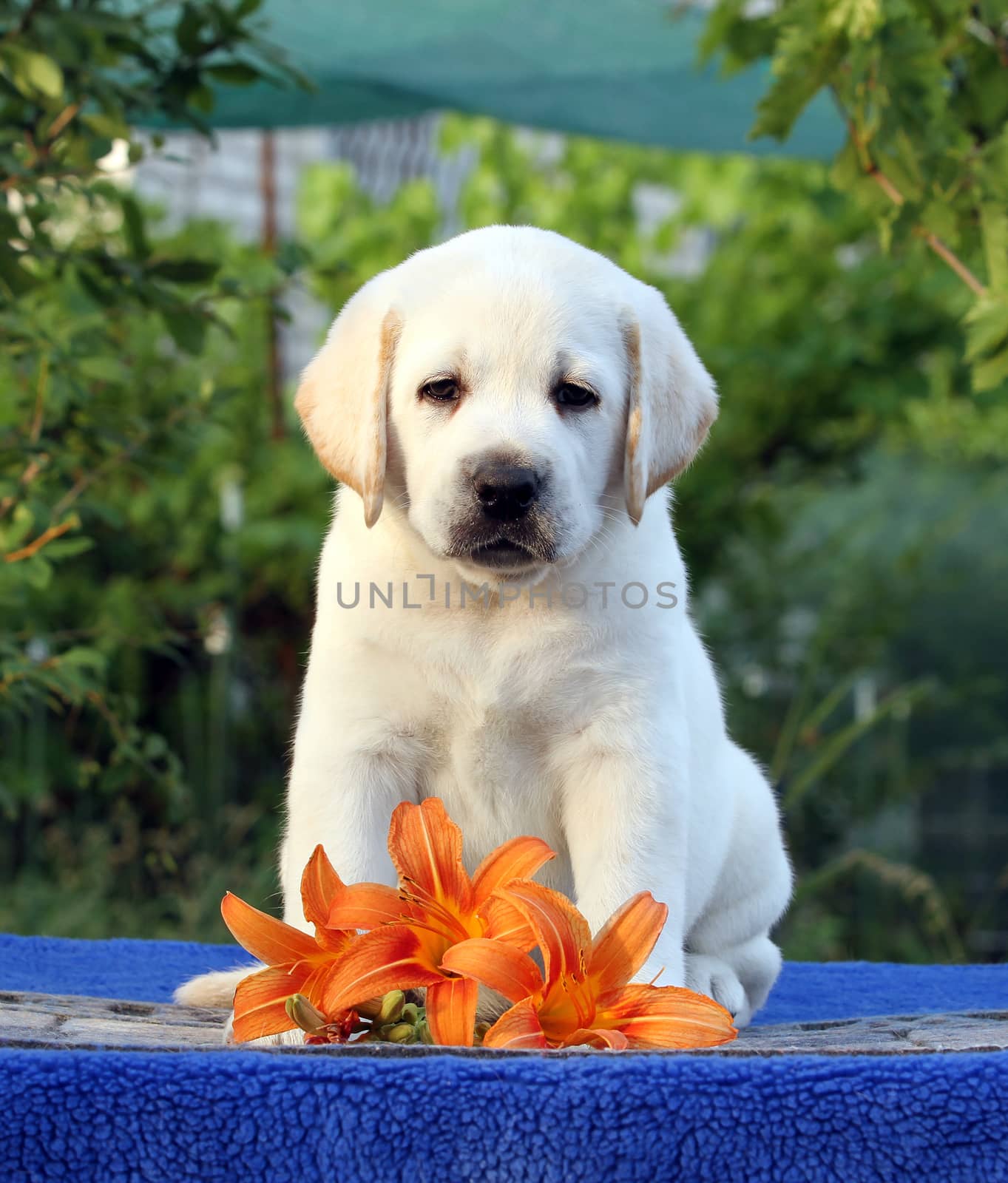 the cute little labrador puppy on a blue background