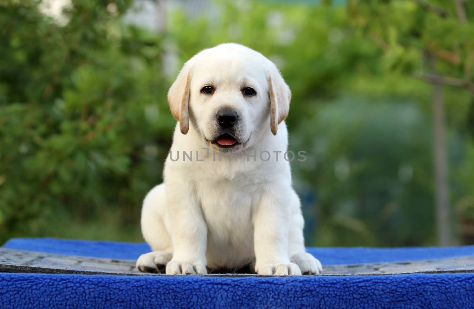 a nice cute little labrador puppy on a blue background