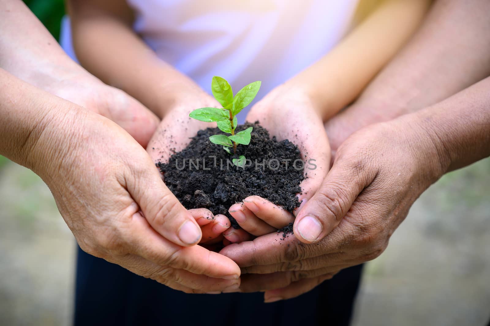 environment Earth Day In the hands of trees growing seedlings. Bokeh green Background Female hand holding tree on nature field grass Forest conservation concept