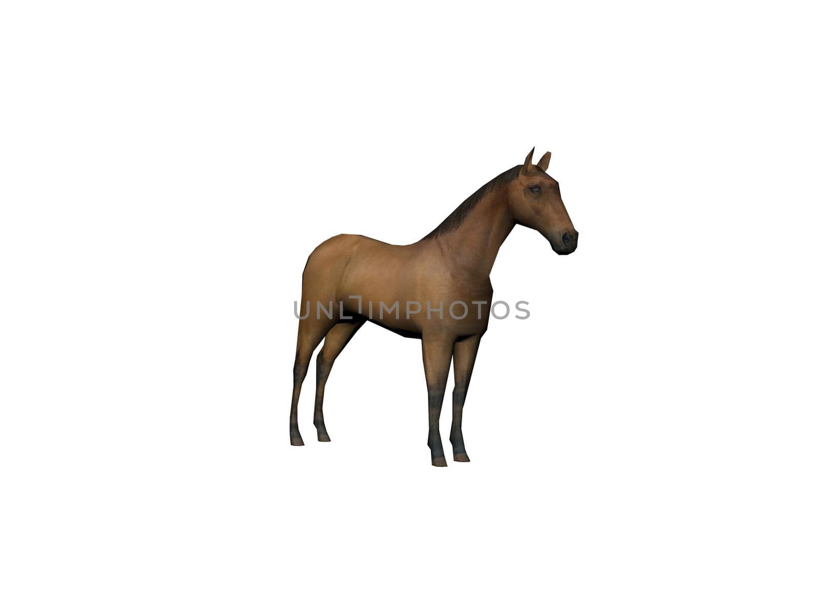 Horse brown animal front view, isolated on white, shadow - 3d rendering by mariephotos