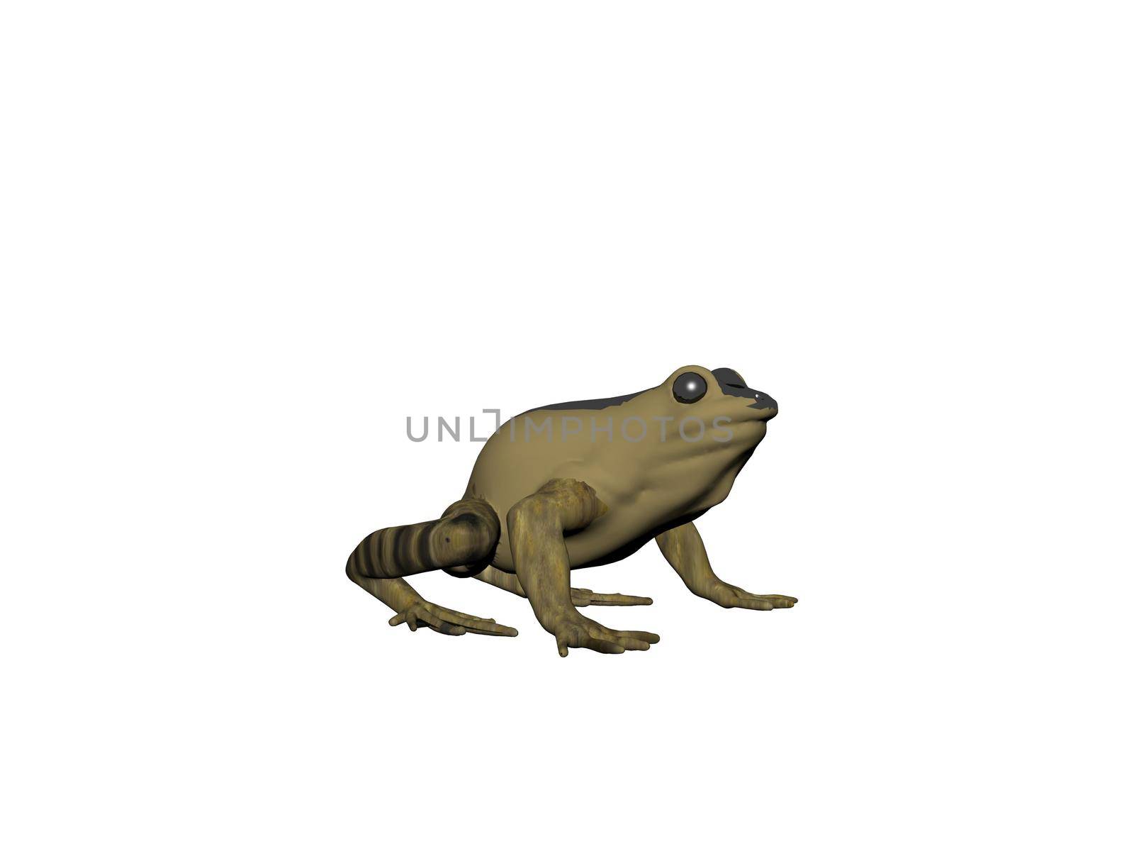 Frog green animal front view, isolated on white, shadow - 3d rendering by mariephotos