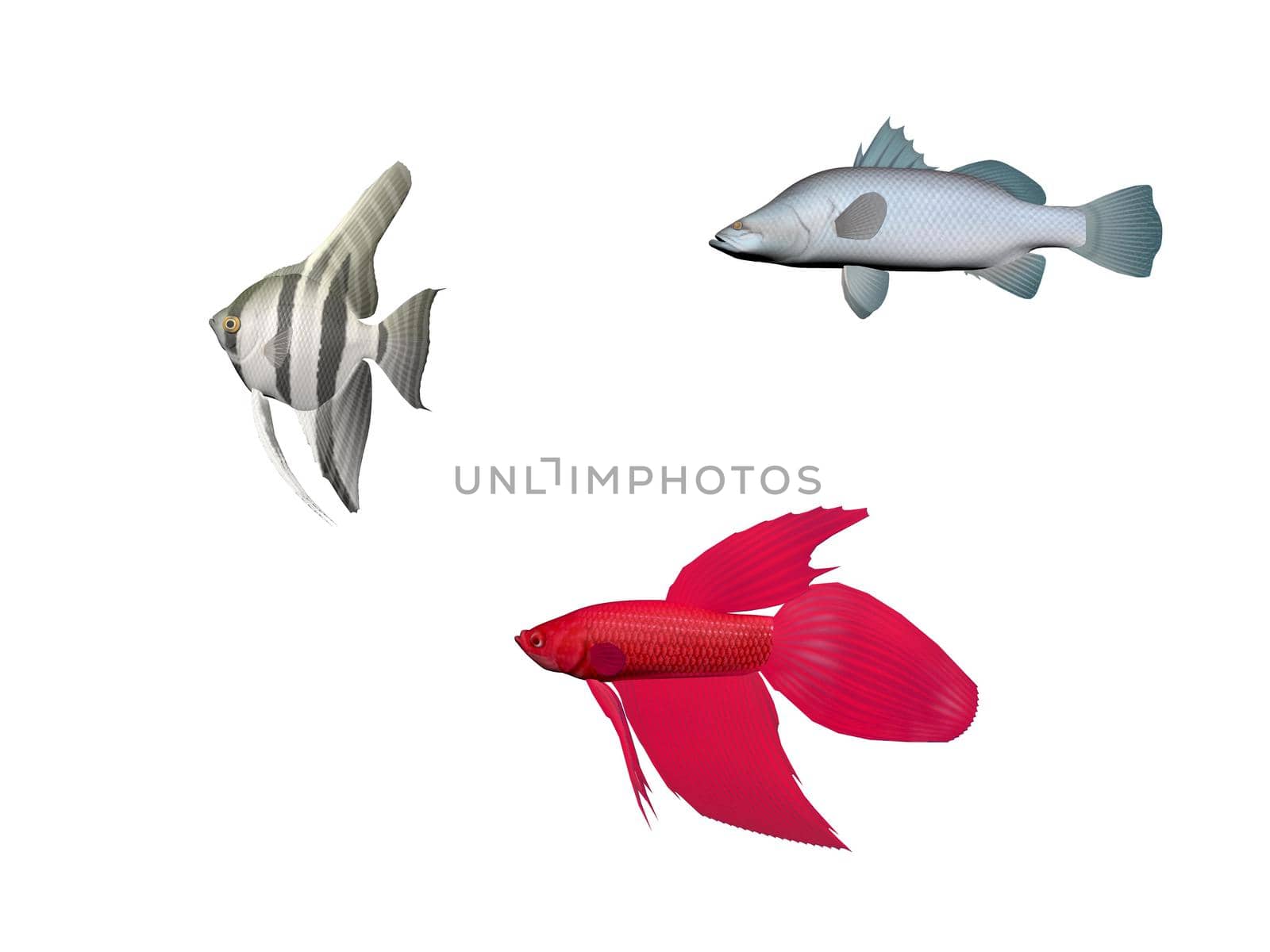 Several fish on a white background - 3d rendering