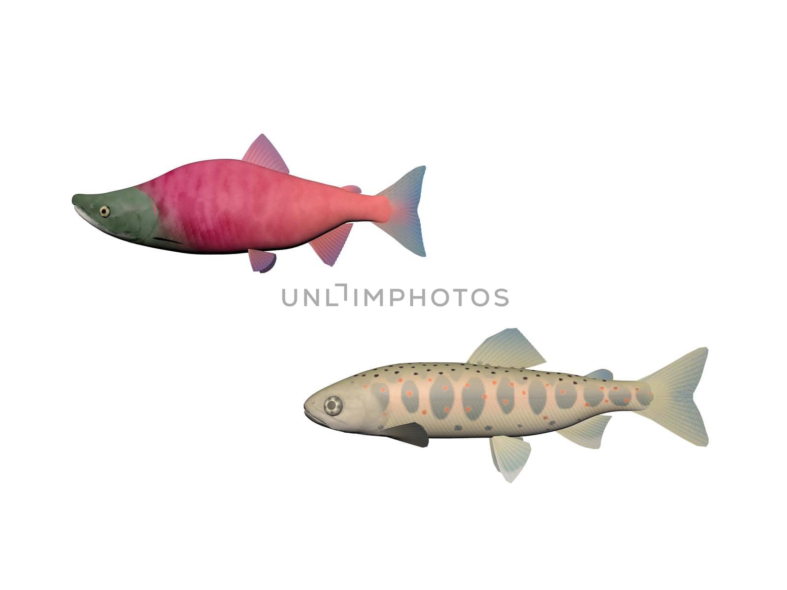 Several fish on a white background - 3d rendering