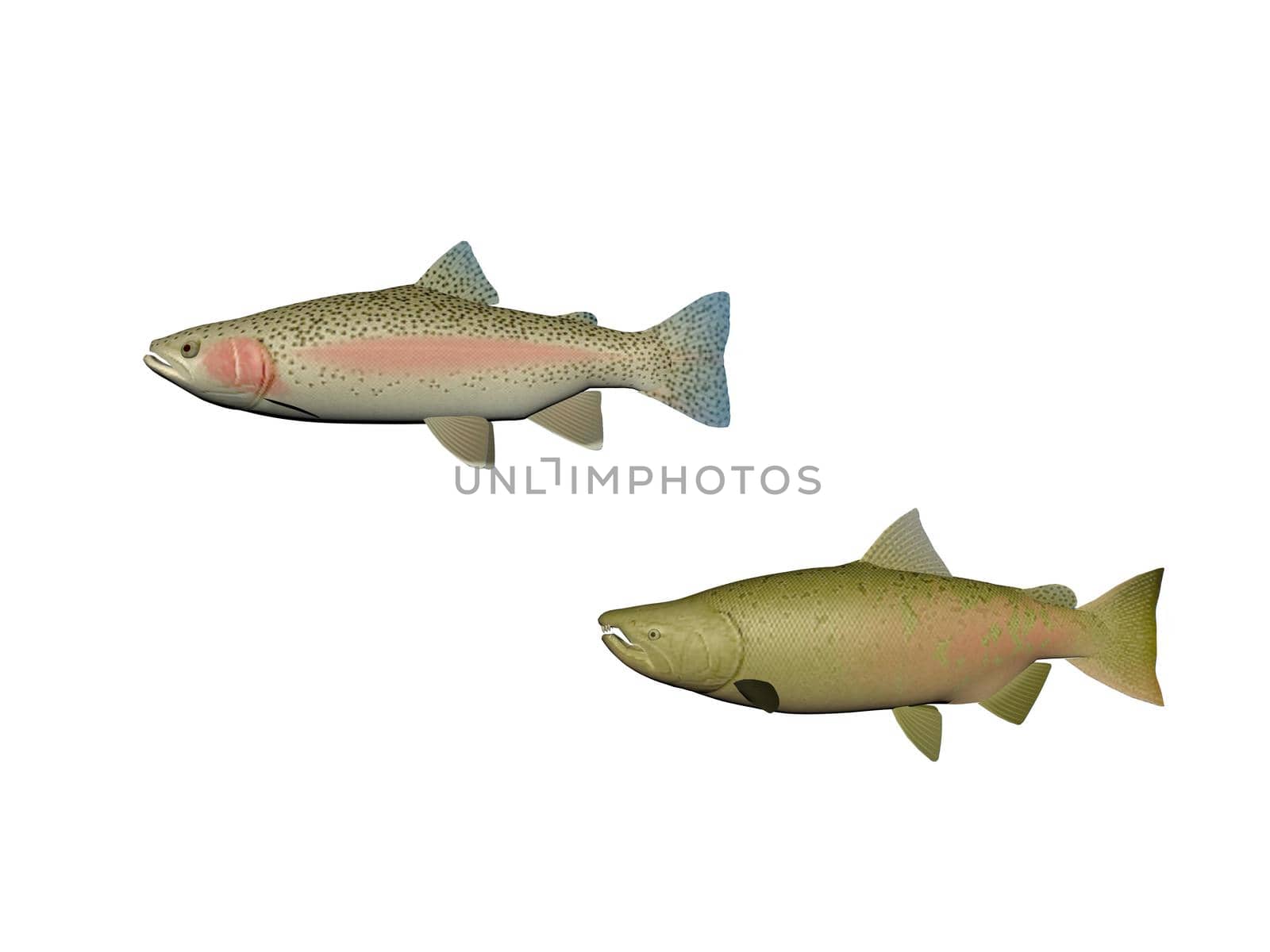 Several fish colors on a white background - 3d rendering by mariephotos