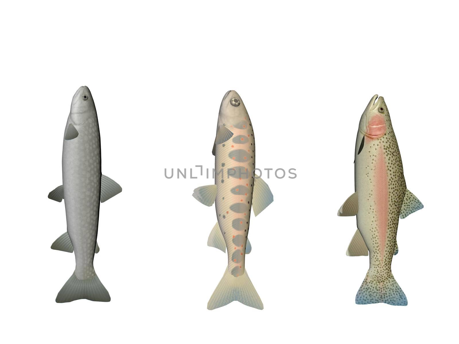 Several fish colors on a white background - 3d rendering by mariephotos