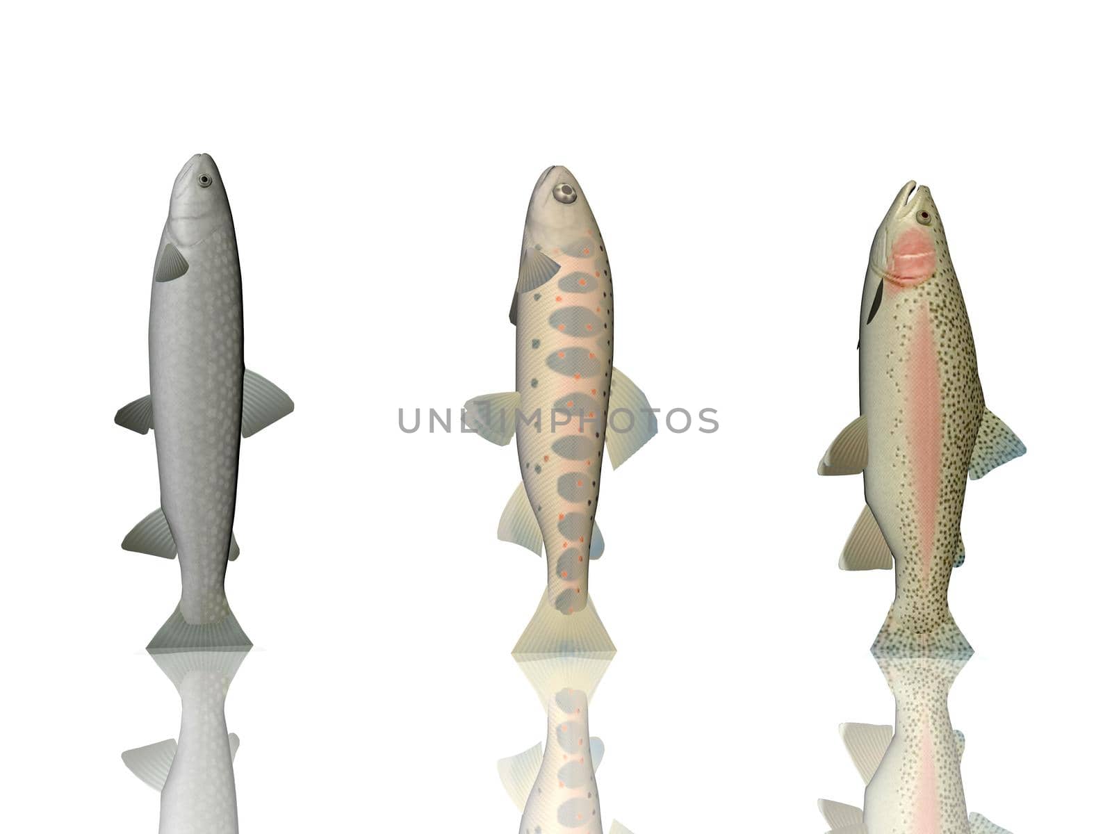 Several fish colors on a white background - 3d rendering by mariephotos