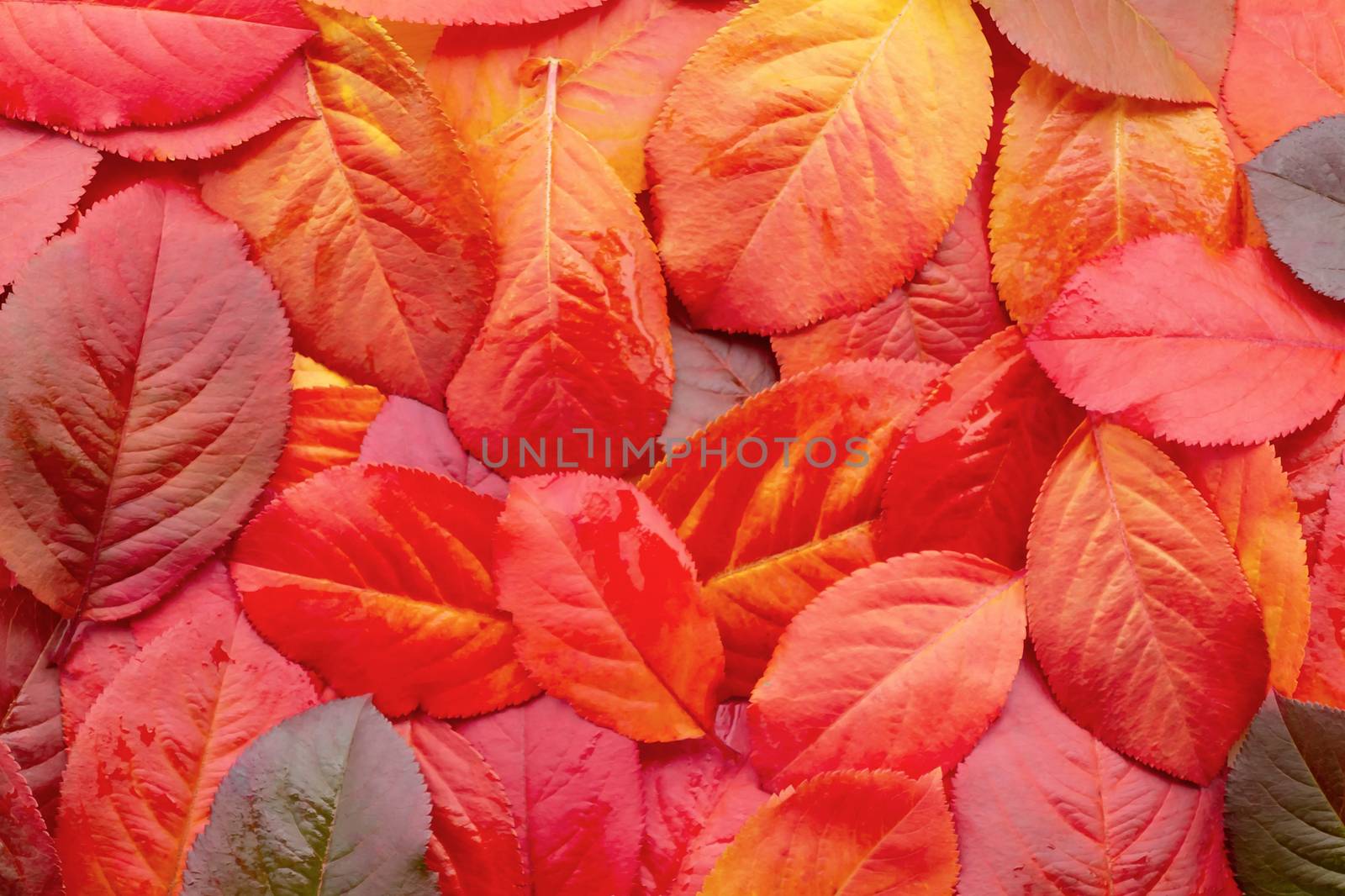 Red autumn leaves of chokeberry - texture, autumn background.