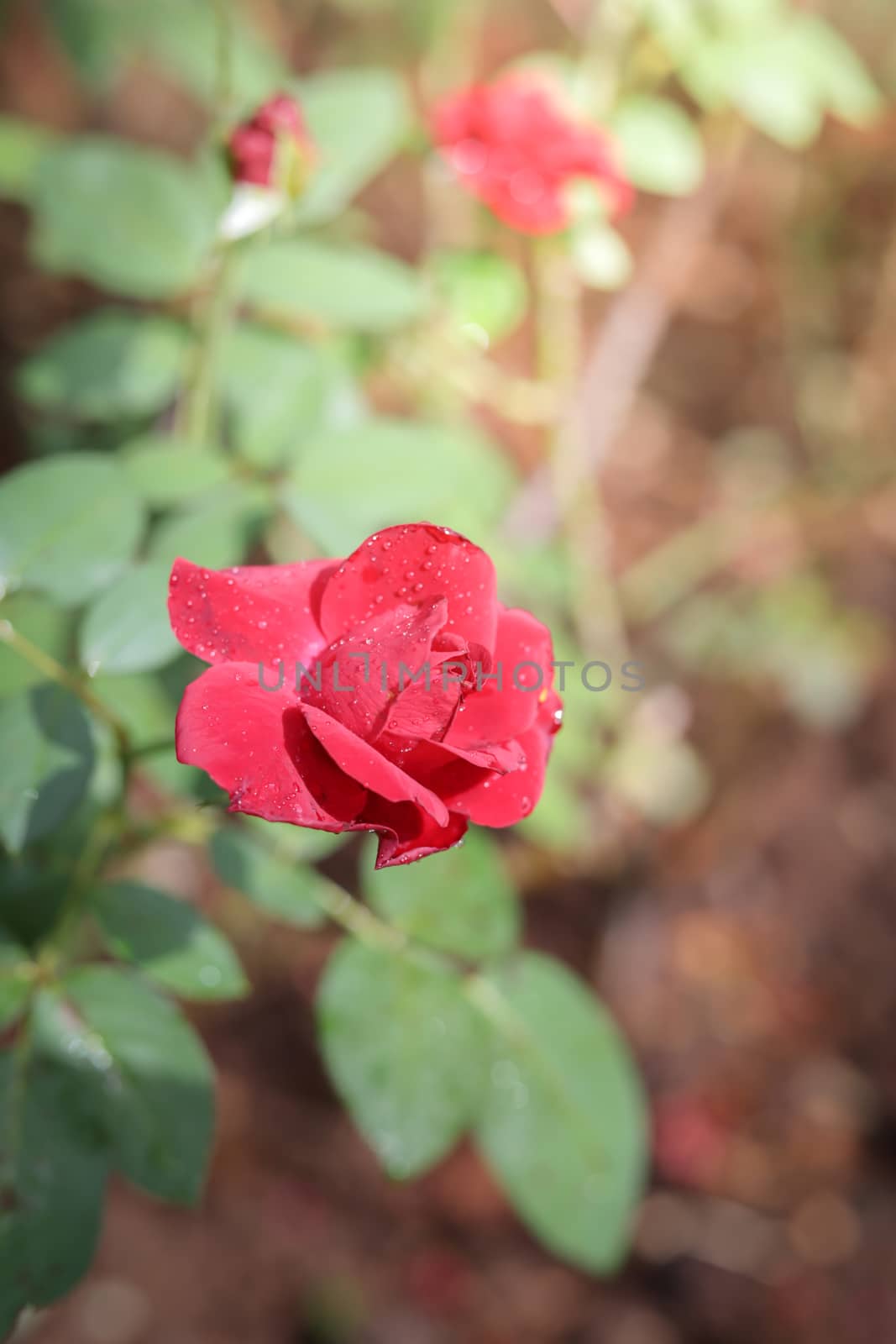 Roses in the garden, Roses are beautiful with a beautiful sunny day.