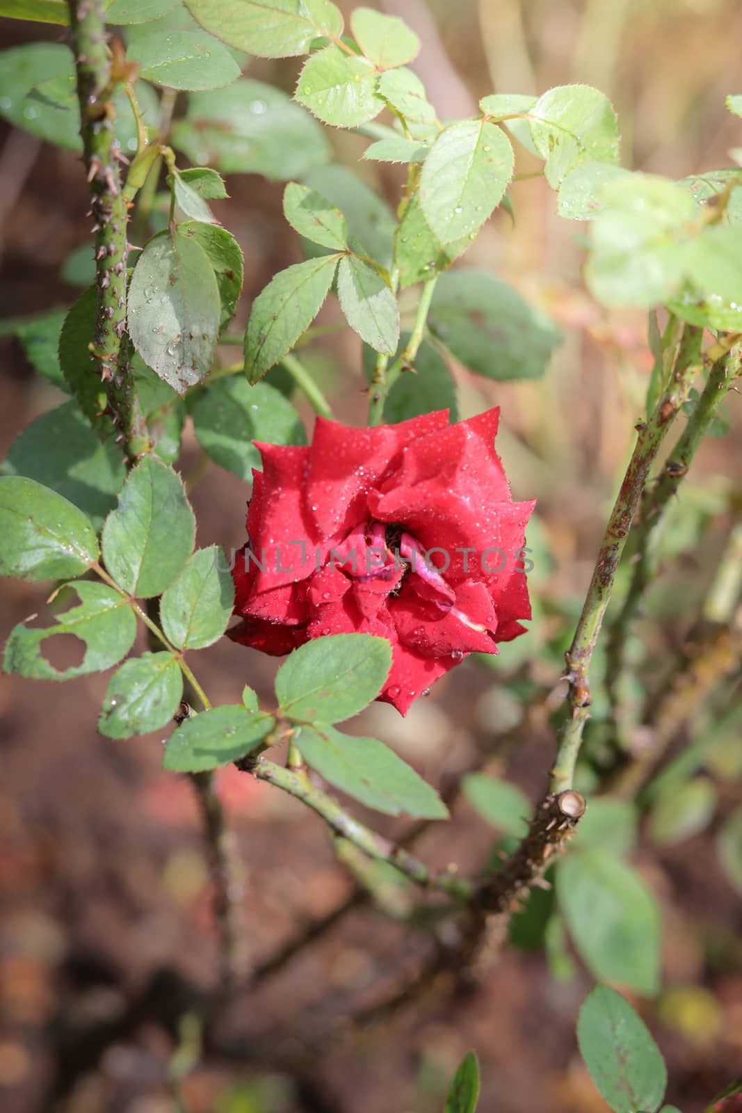 Roses in the garden, Roses are beautiful with a beautiful sunny day.