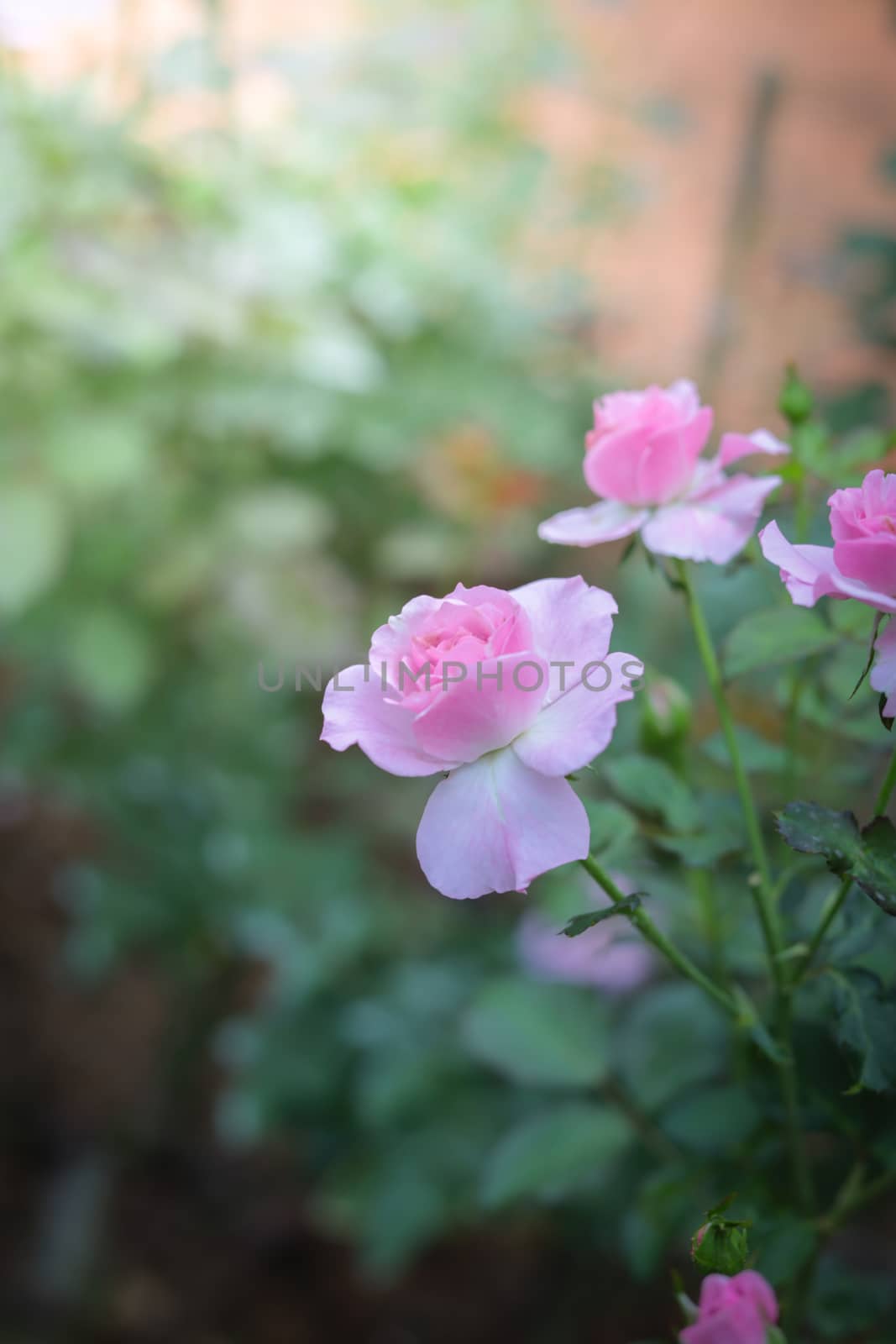 Roses in the garden, Roses are beautiful with a beautiful sunny day.