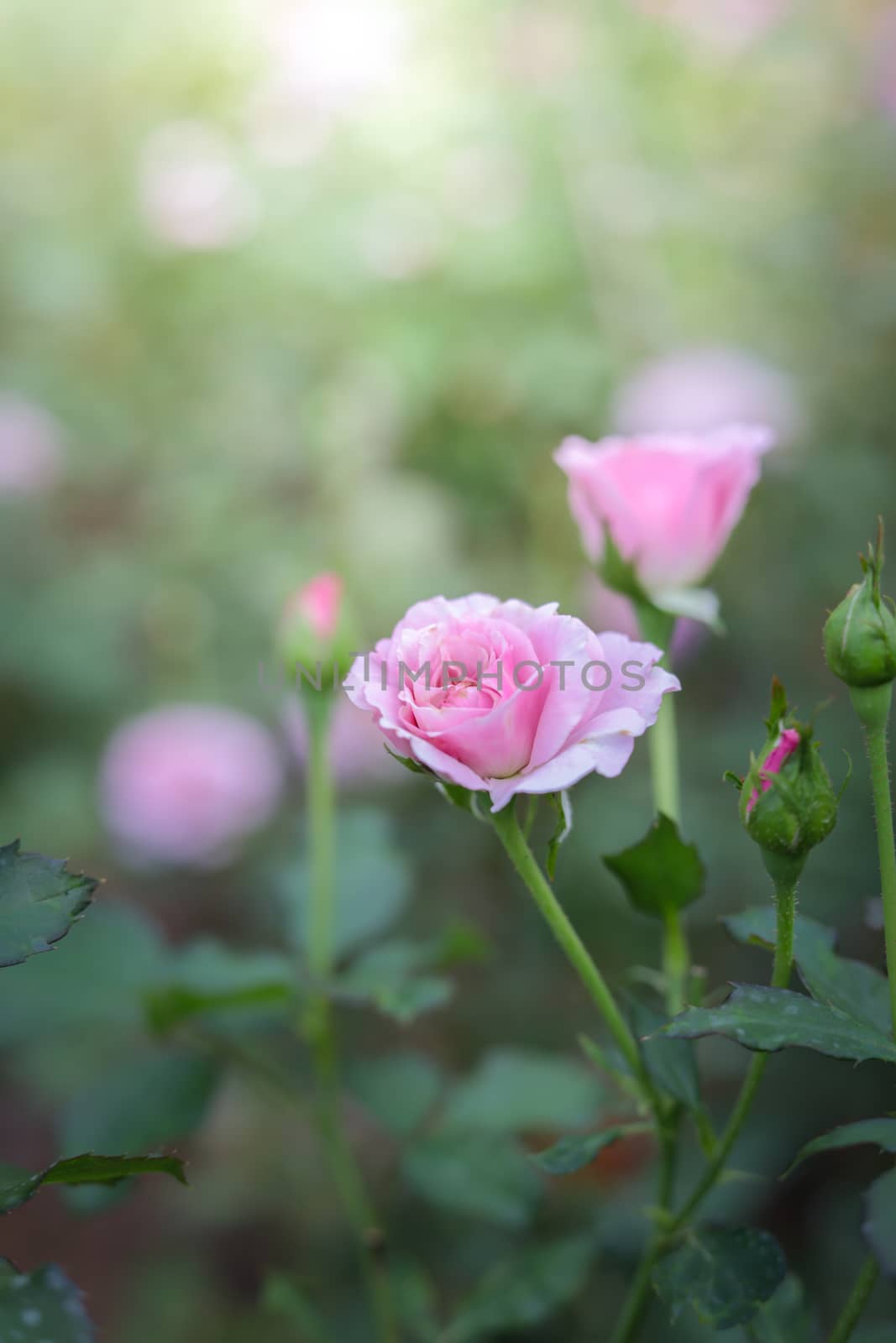 Roses in the garden, Roses are beautiful with a beautiful sunny day.