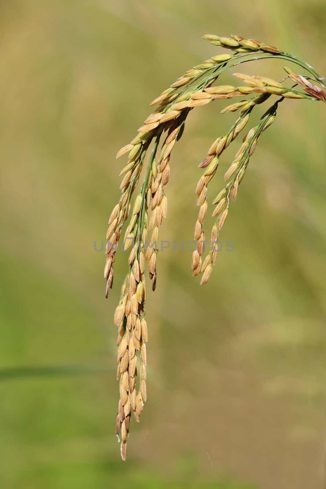 image of ear of rice.