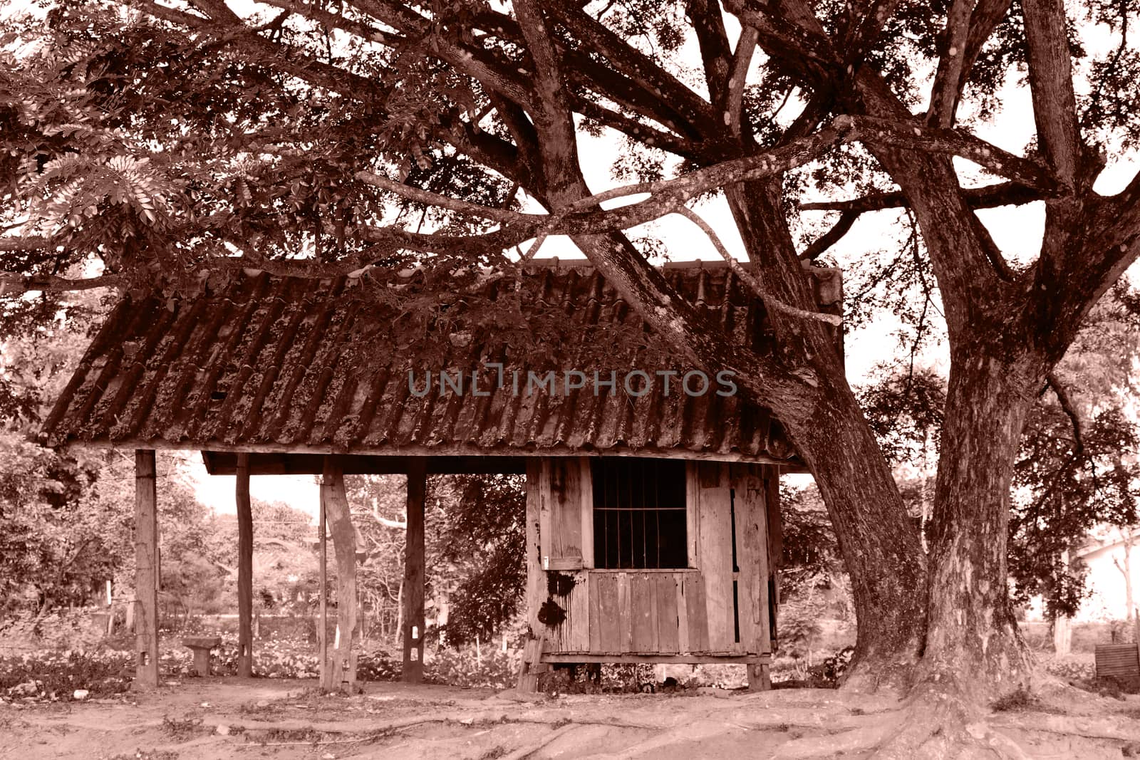 old hut under the tree.