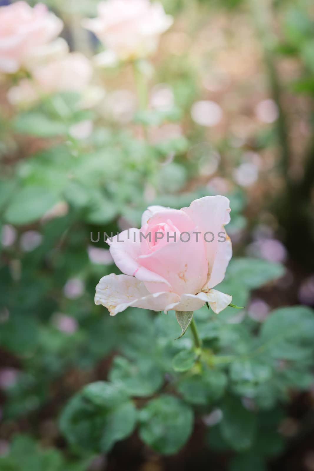 Roses in the garden, Roses are beautiful with a beautiful sunny day.