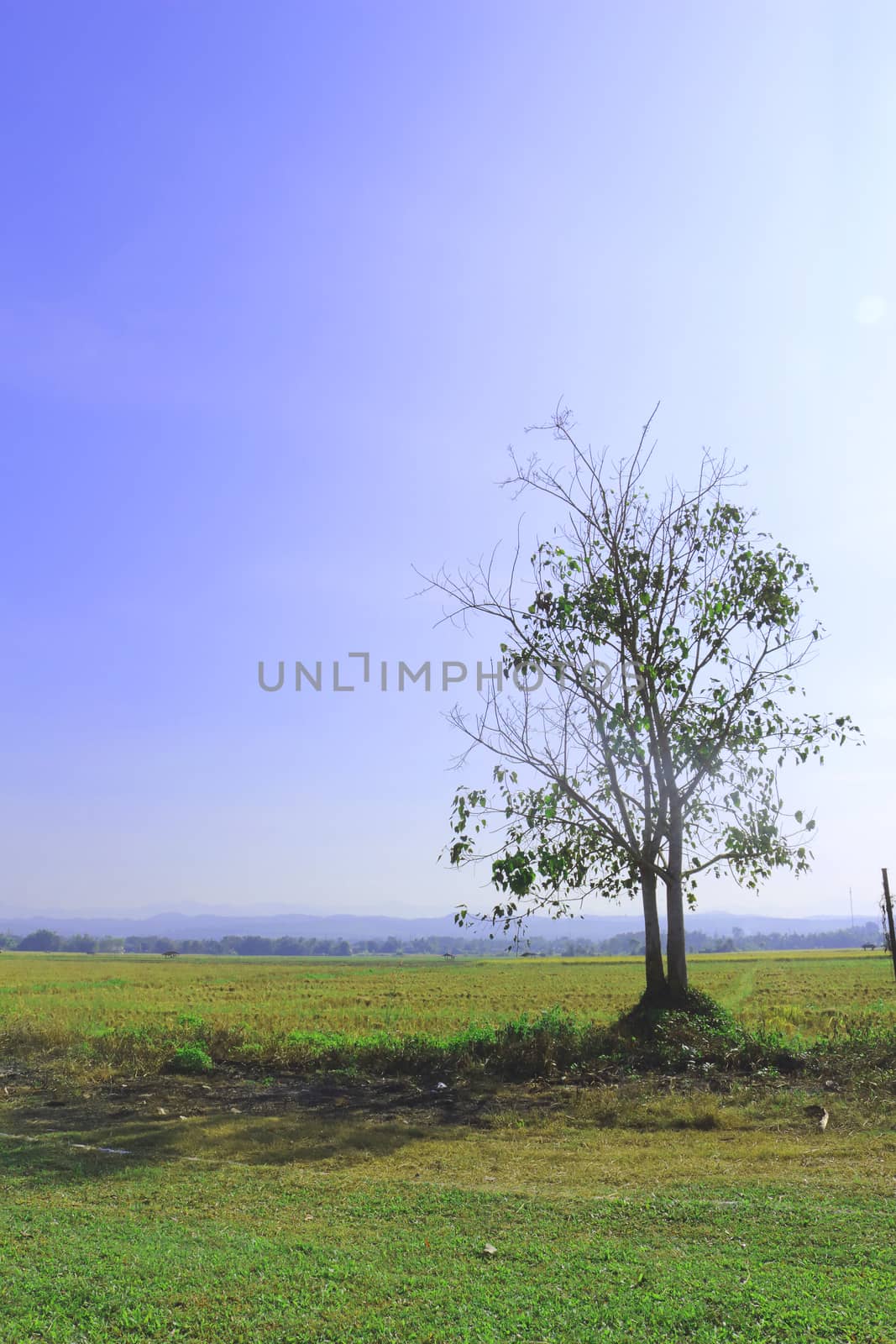 dried tree at meadow in the morning.