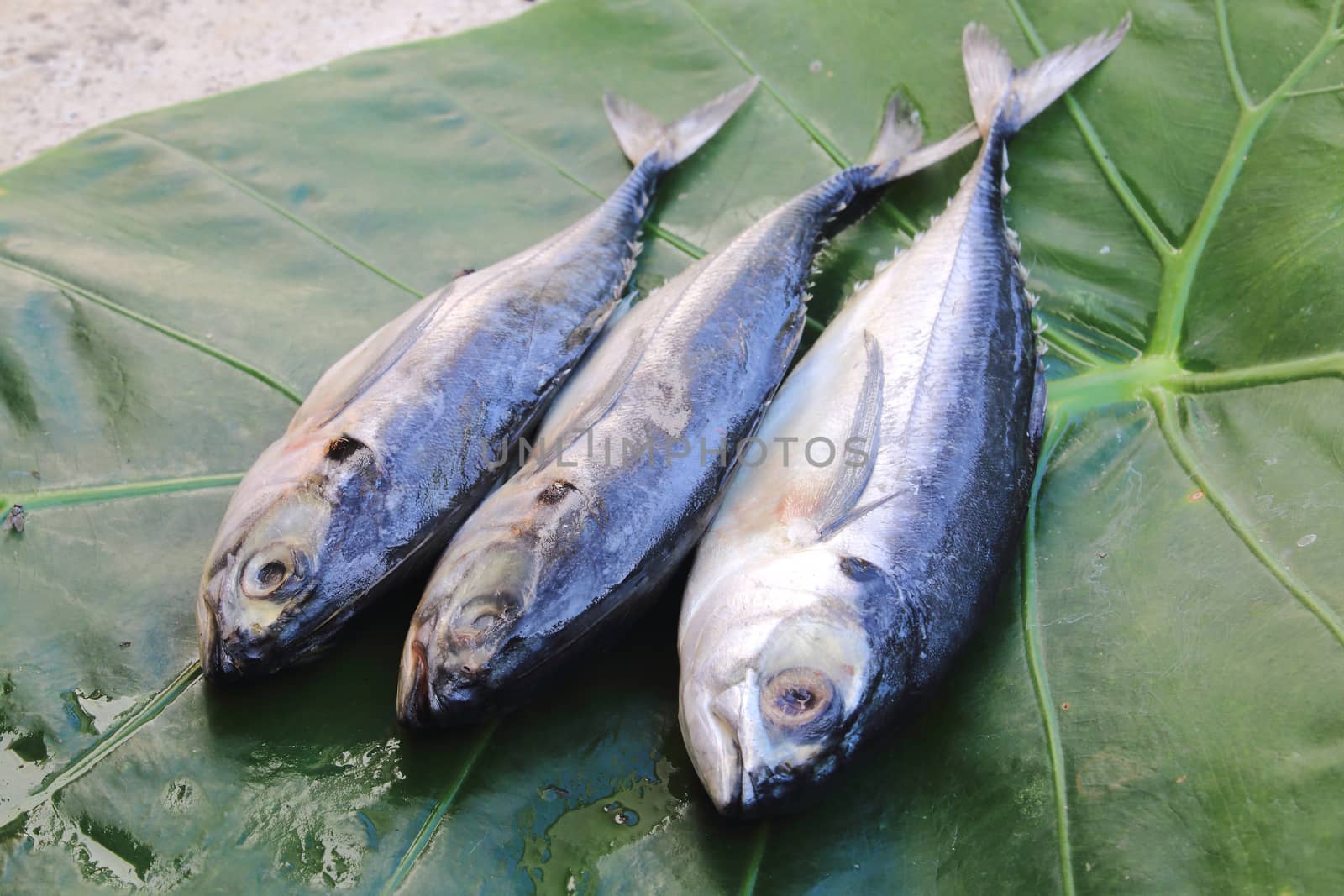 Three mackerels are on the taro leaf.