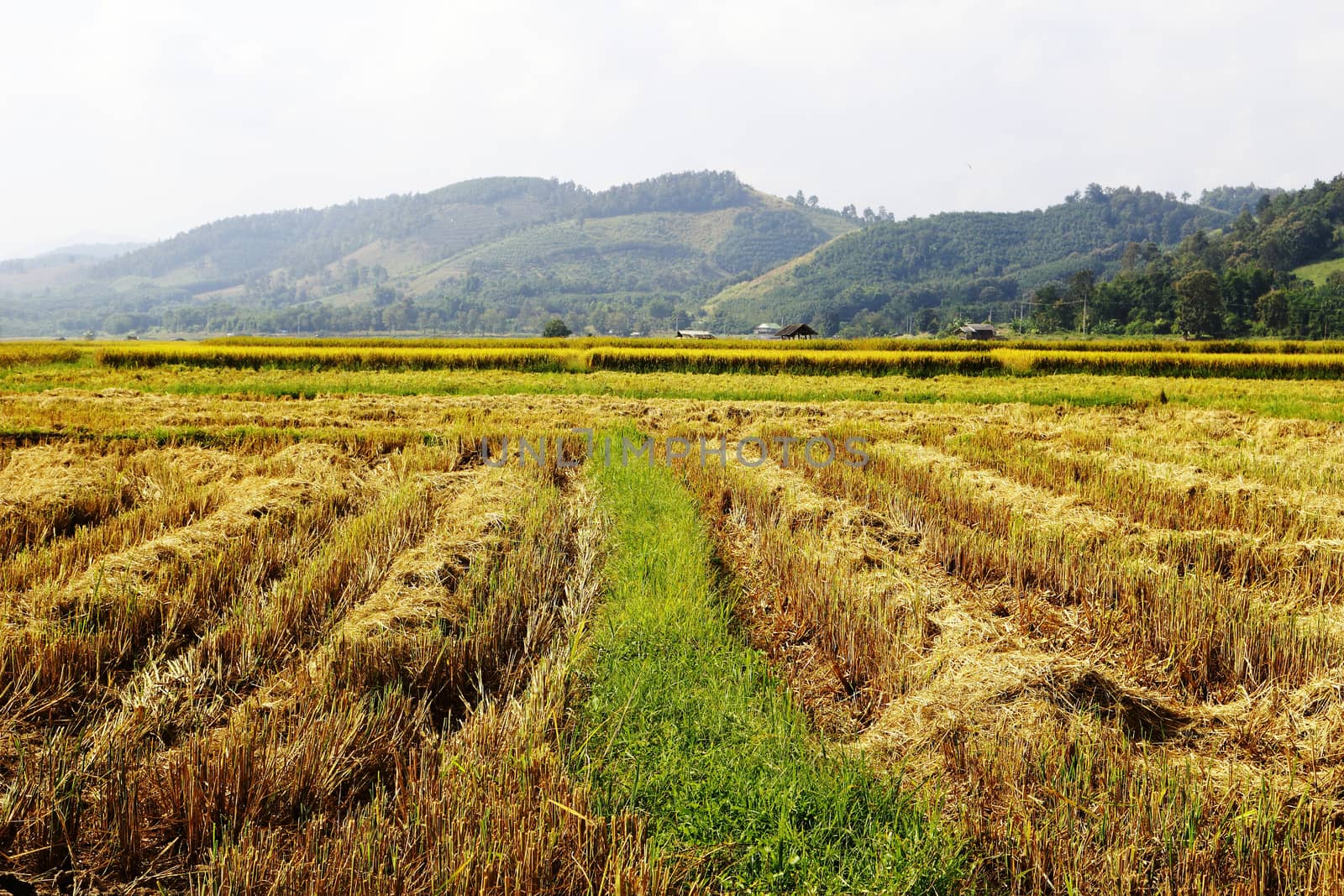 ridge in harvested field