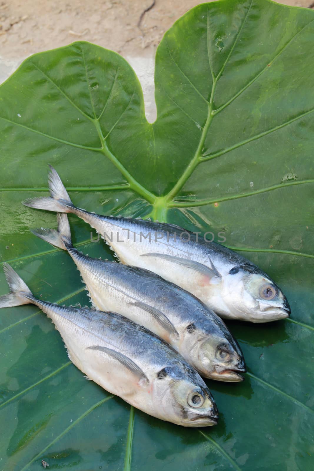 Three mackerels are on the taro leaf.