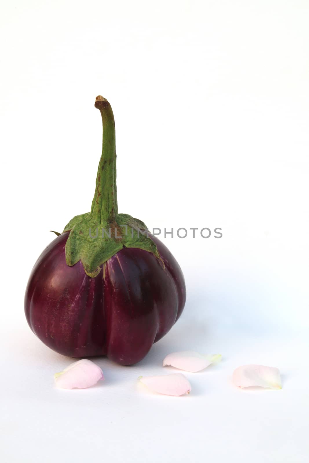 Purple Eggplant on white background with rose petal.