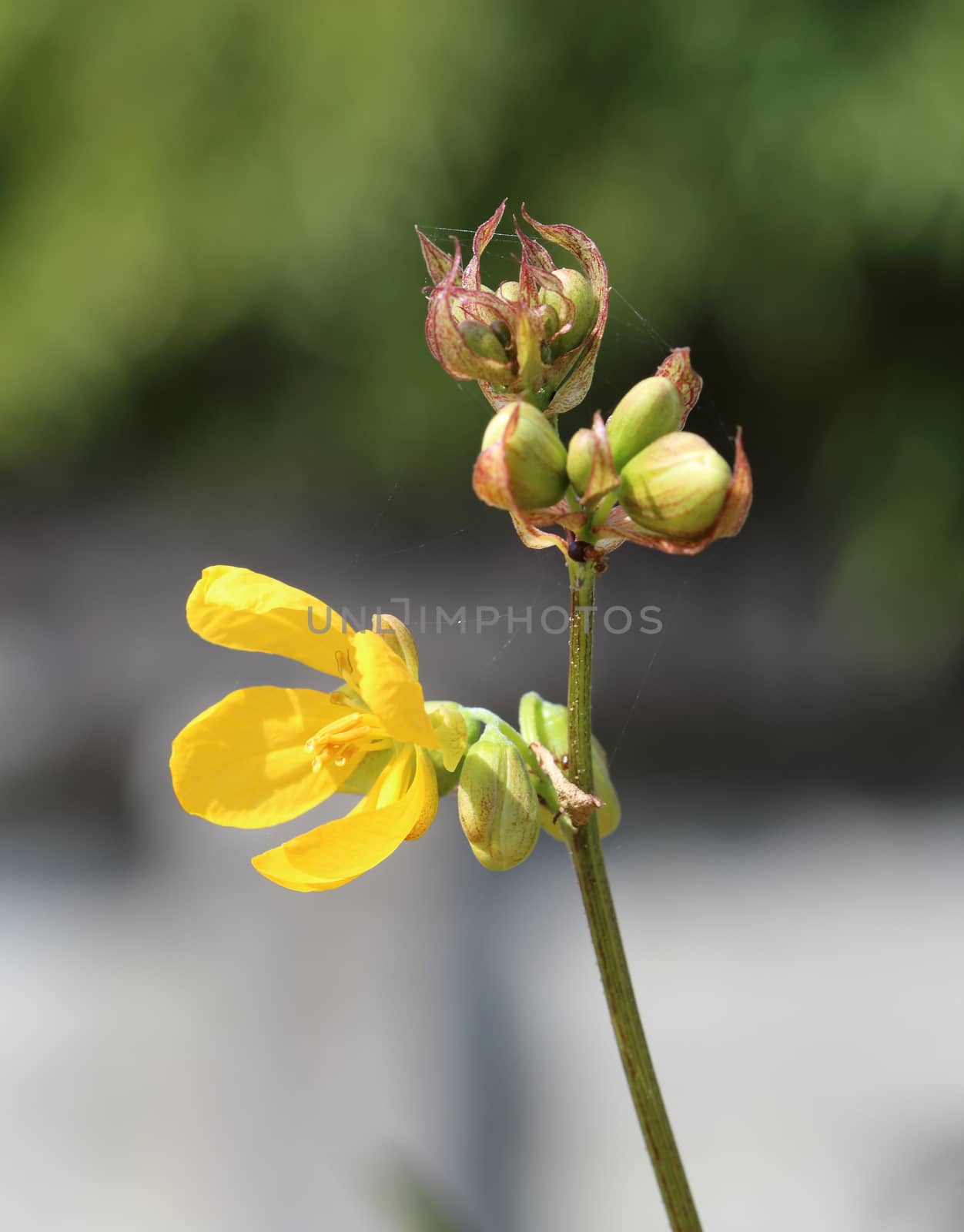 Branch of sesbania flower.