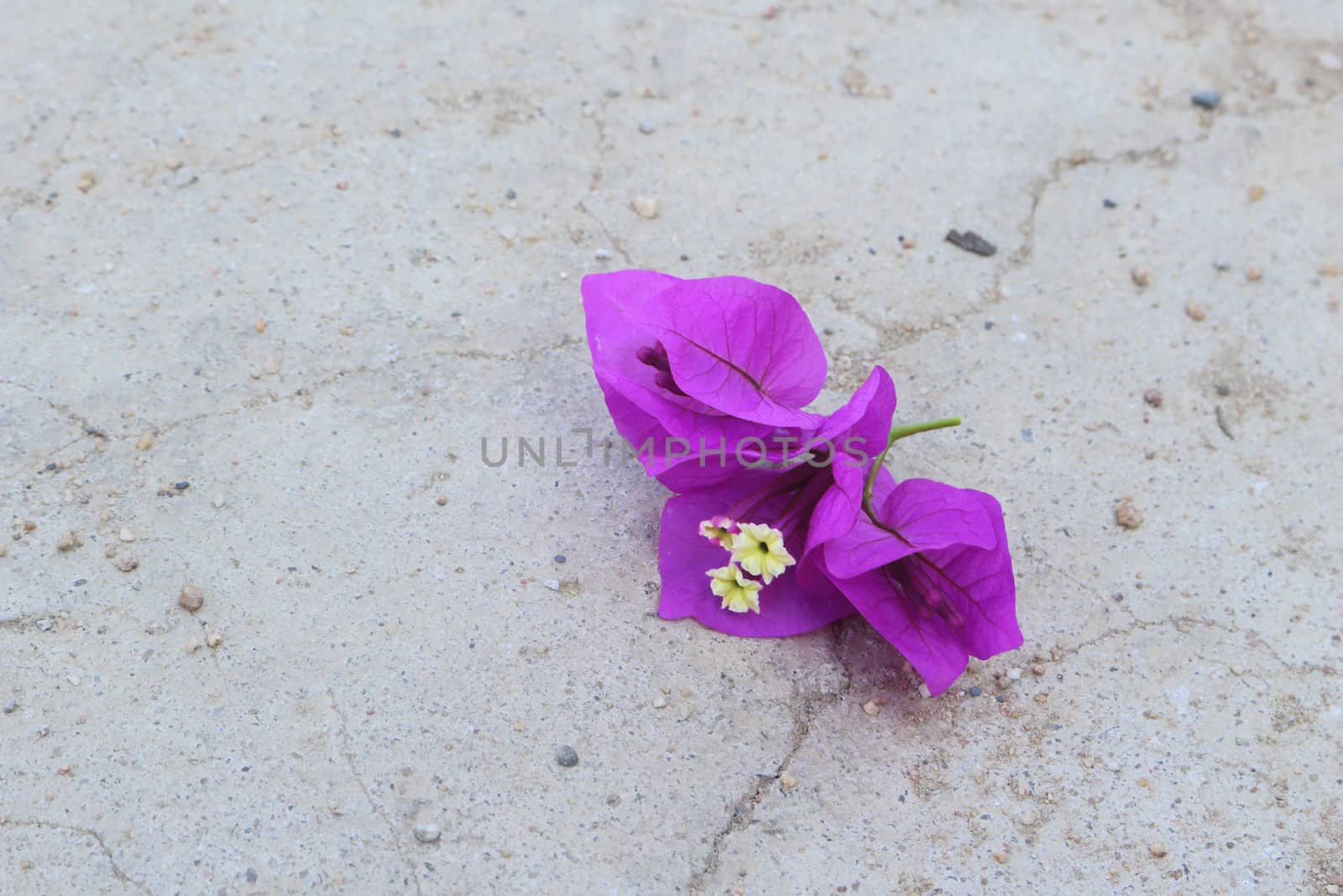 flower of  bougainvillaea fall on the floor.