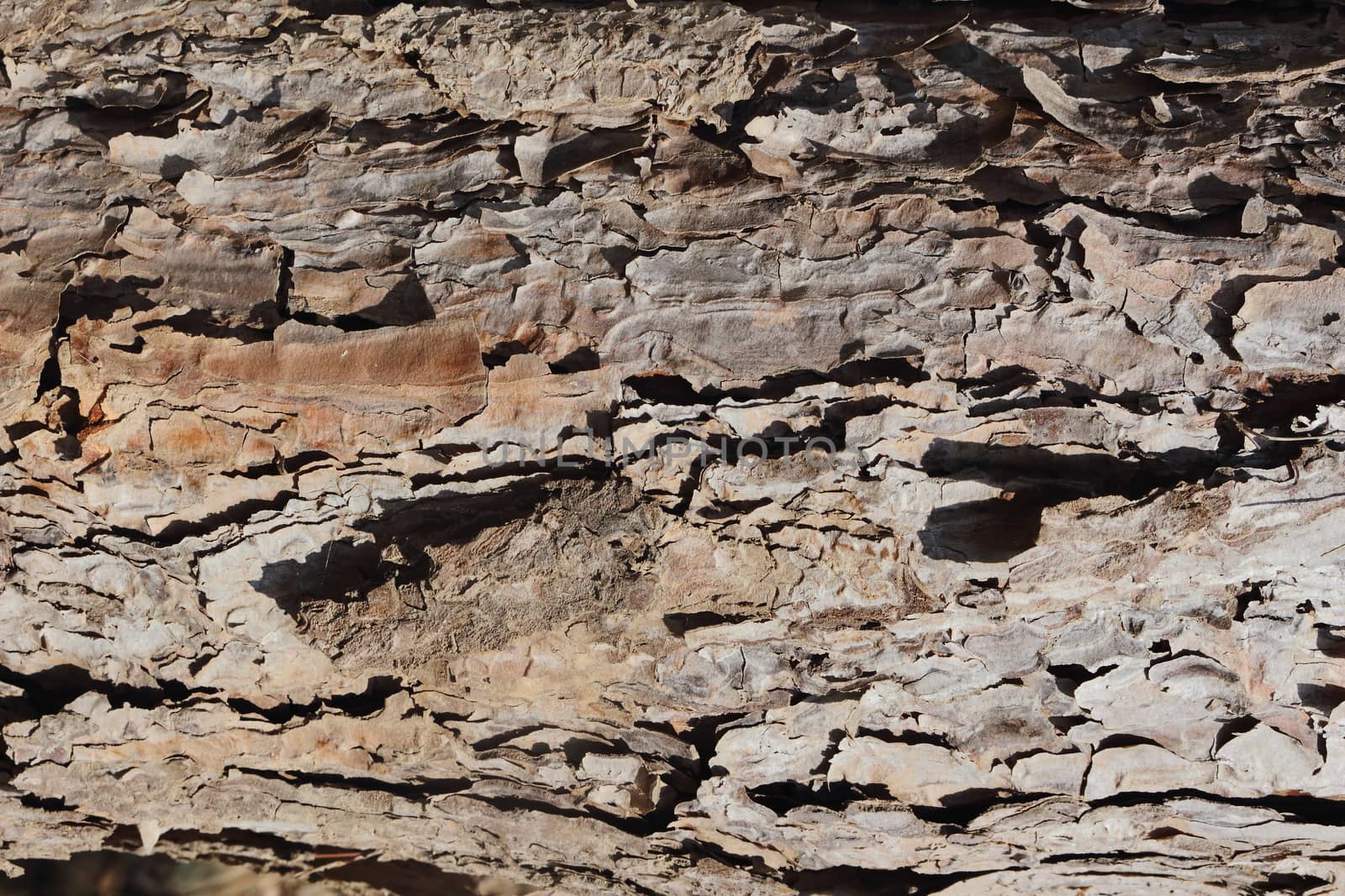 surface of dry bark.