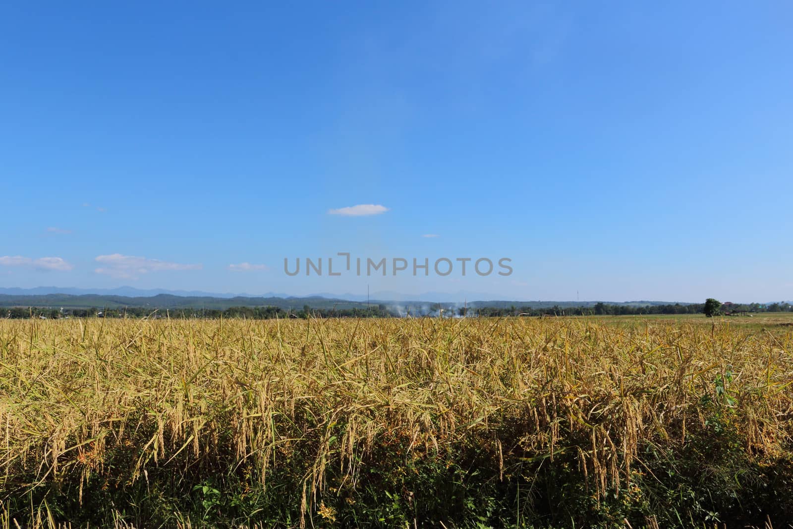 paddy field and blue sky.