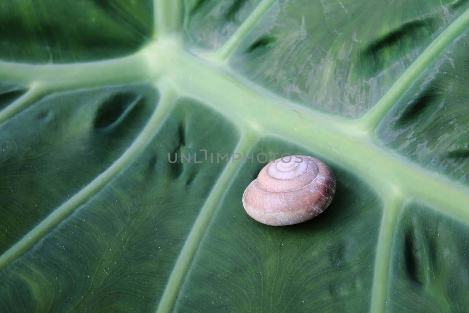 shell of  snail on taro leaf.