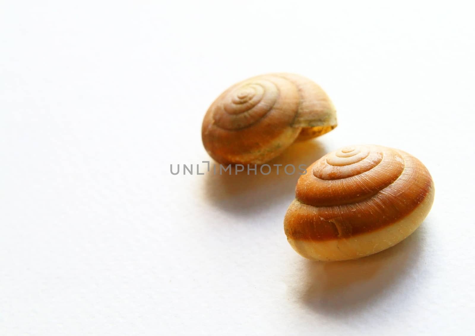 image of two snails shell on white background.