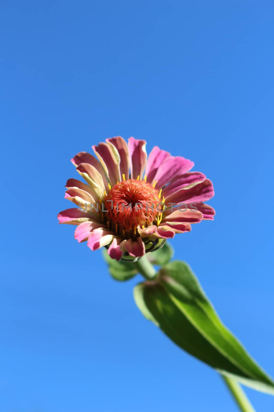 Pink zinnia have dry petal in the sun light.