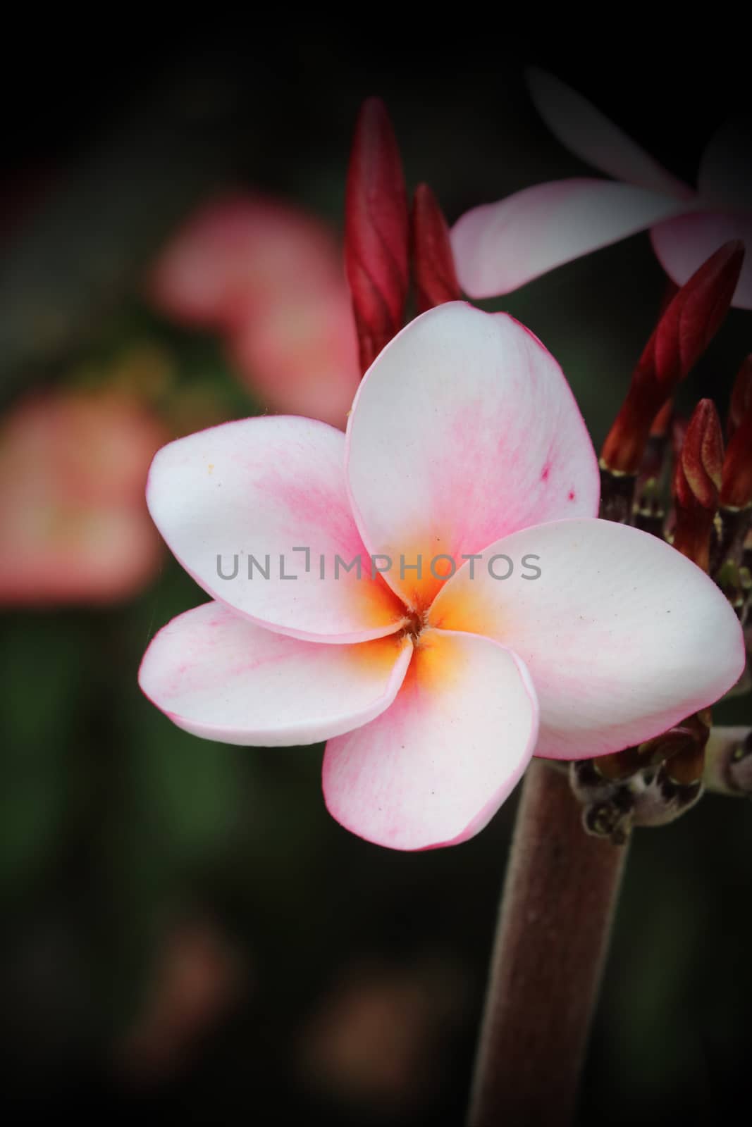 branch of pink plumeria.flower is blooming.