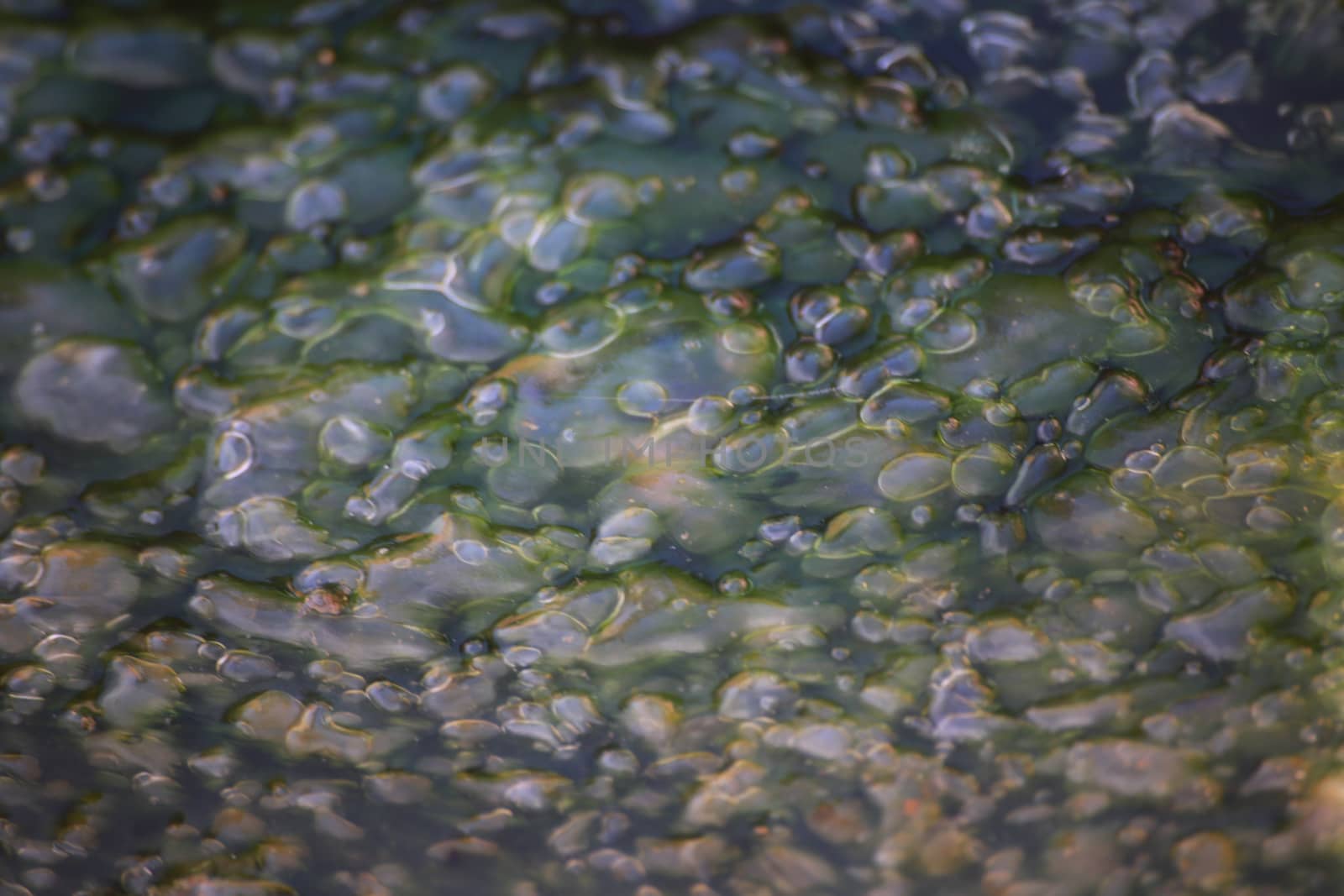 It's the air bubble from algae around the hot spring ,feel disgust but beautiful in a look.