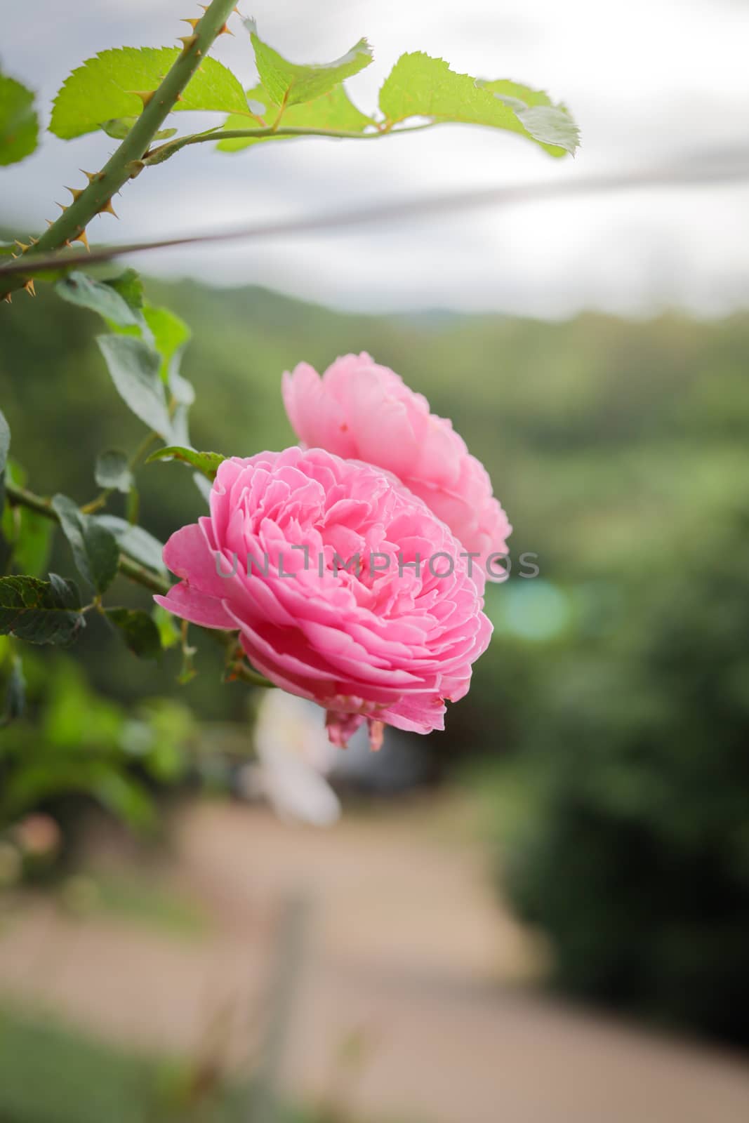 Roses in the garden, Roses are beautiful with a beautiful sunny day.