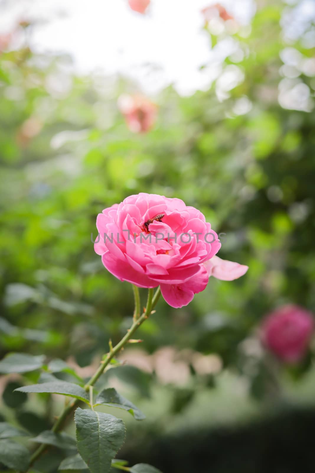 Roses in the garden, Roses are beautiful with a beautiful sunny day.