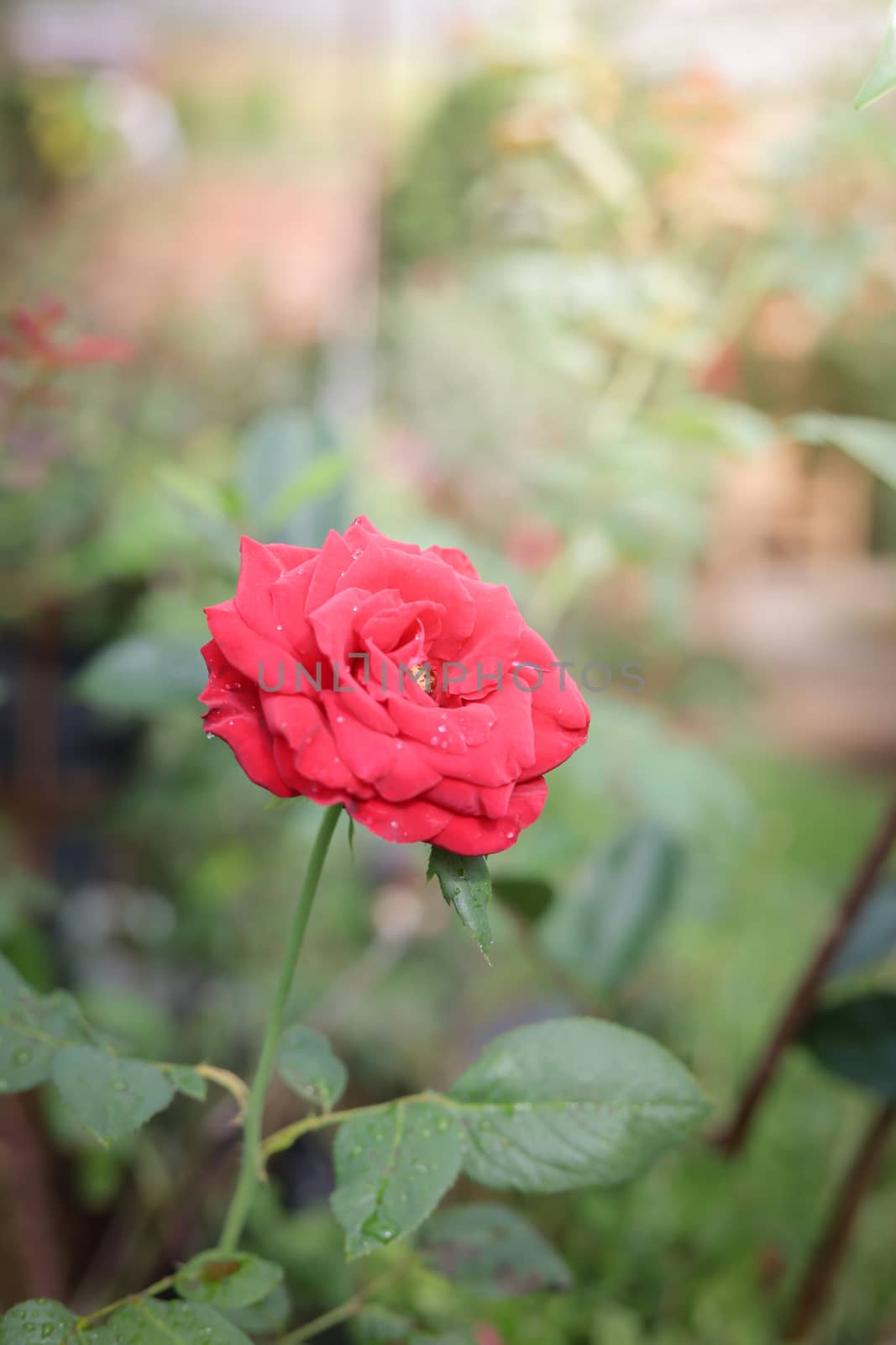 Roses in the garden, Roses are beautiful with a beautiful sunny day.