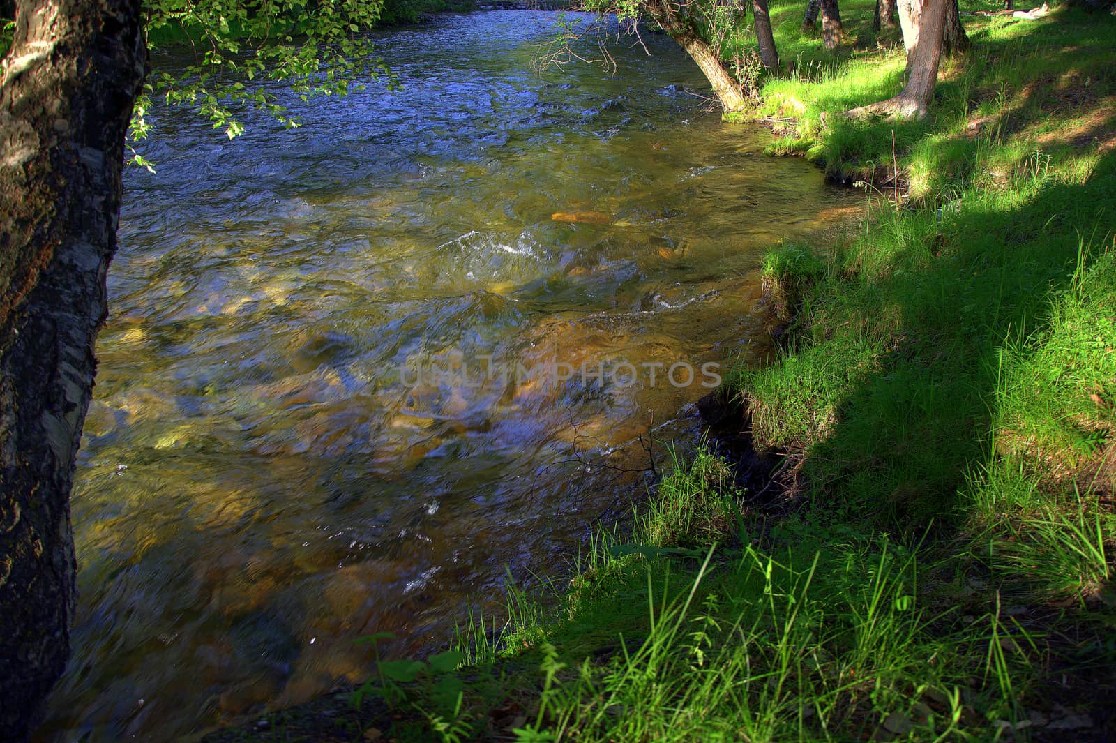 The stormy and rapid river Sema flowing through the forest in the rocky shores. Altai, Siberia, Russia.