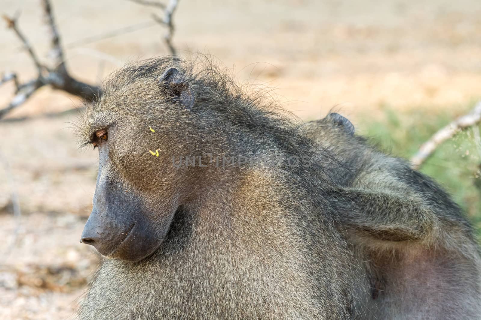 A Chacma baboon, Papio ursinus, being groomed by another baboon