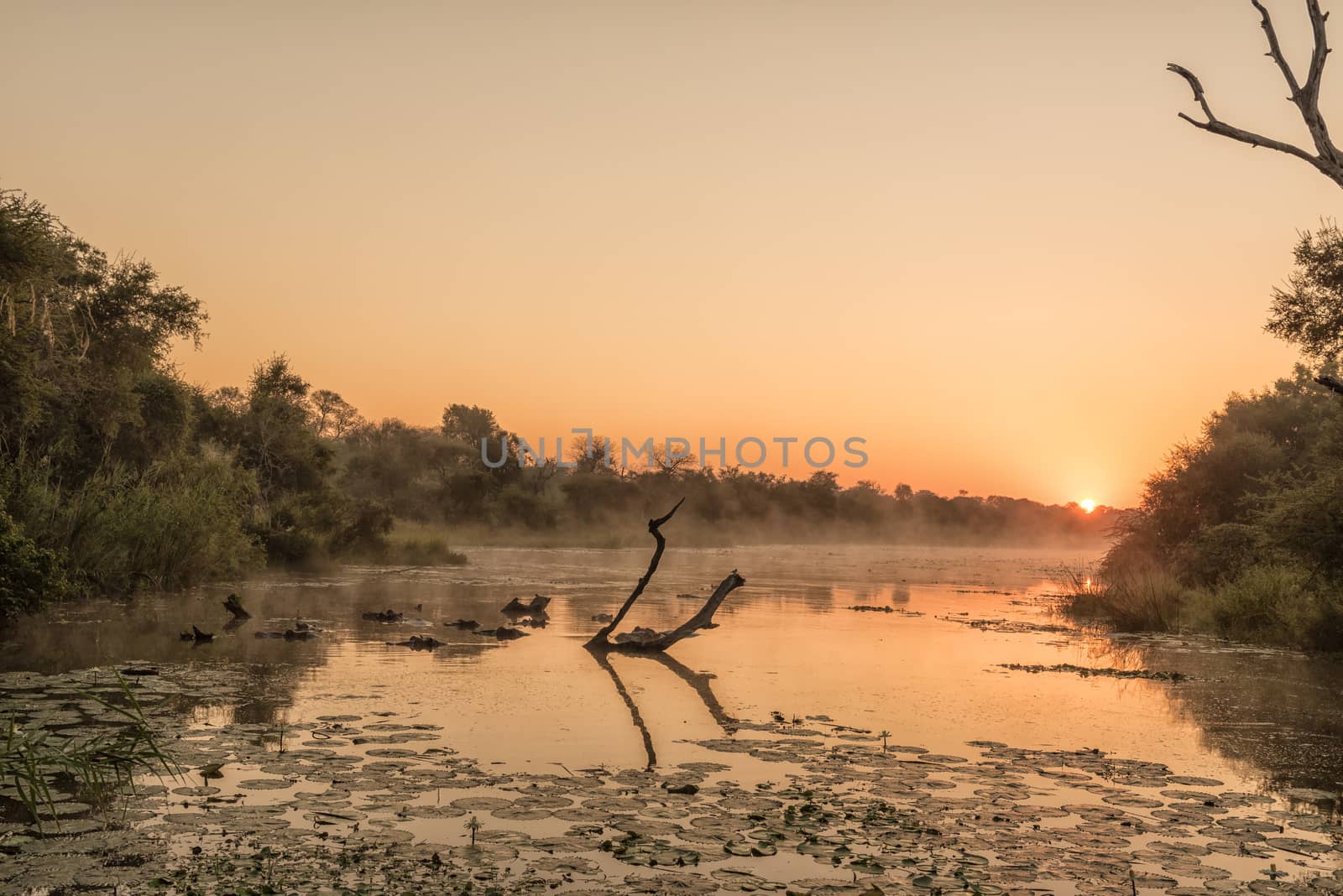 Sunrise at Lake Panic. Hippos, a dead tree and water lilies are visible